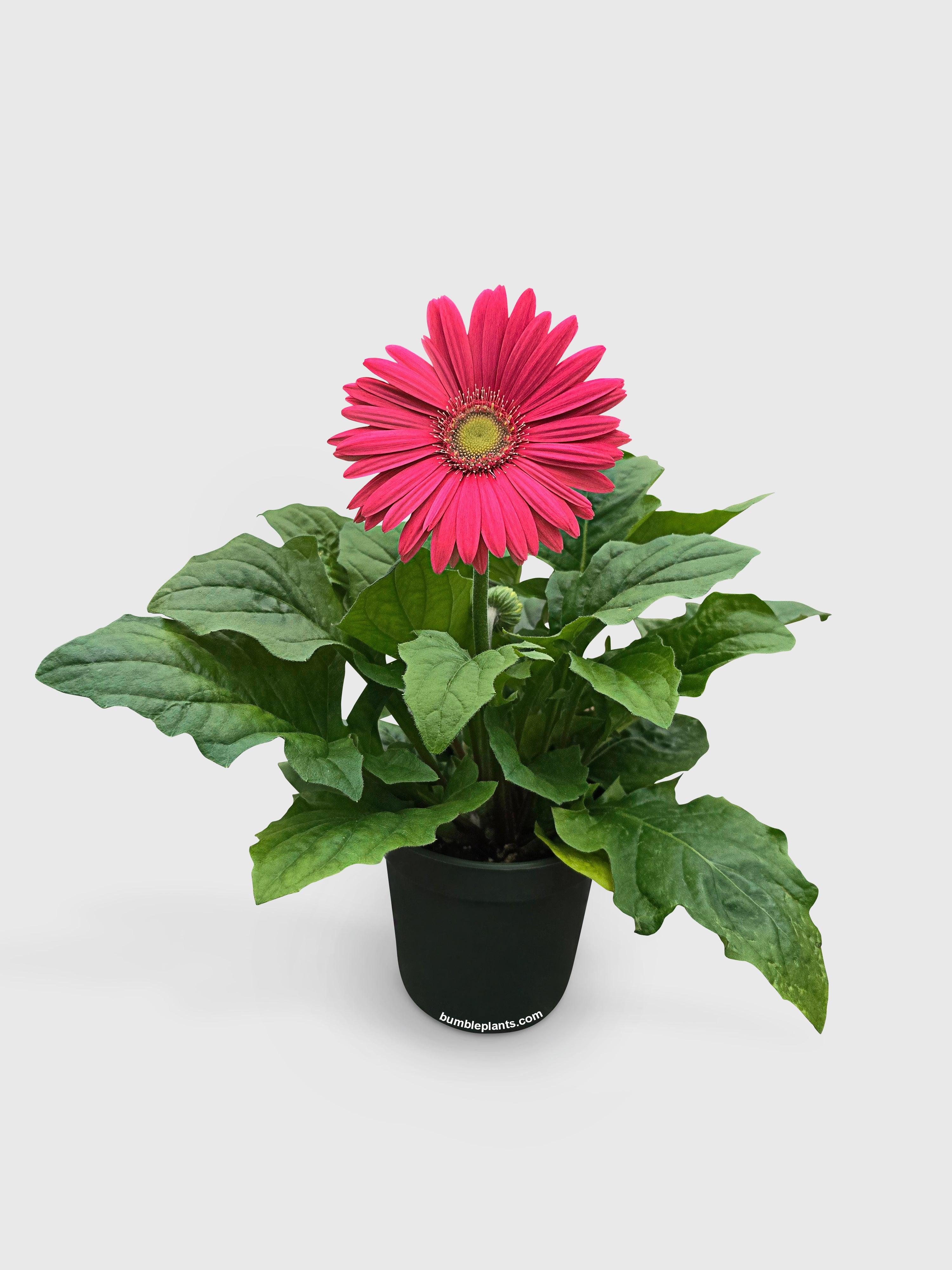 Gerbera Daisy Flower - Bumble Plants