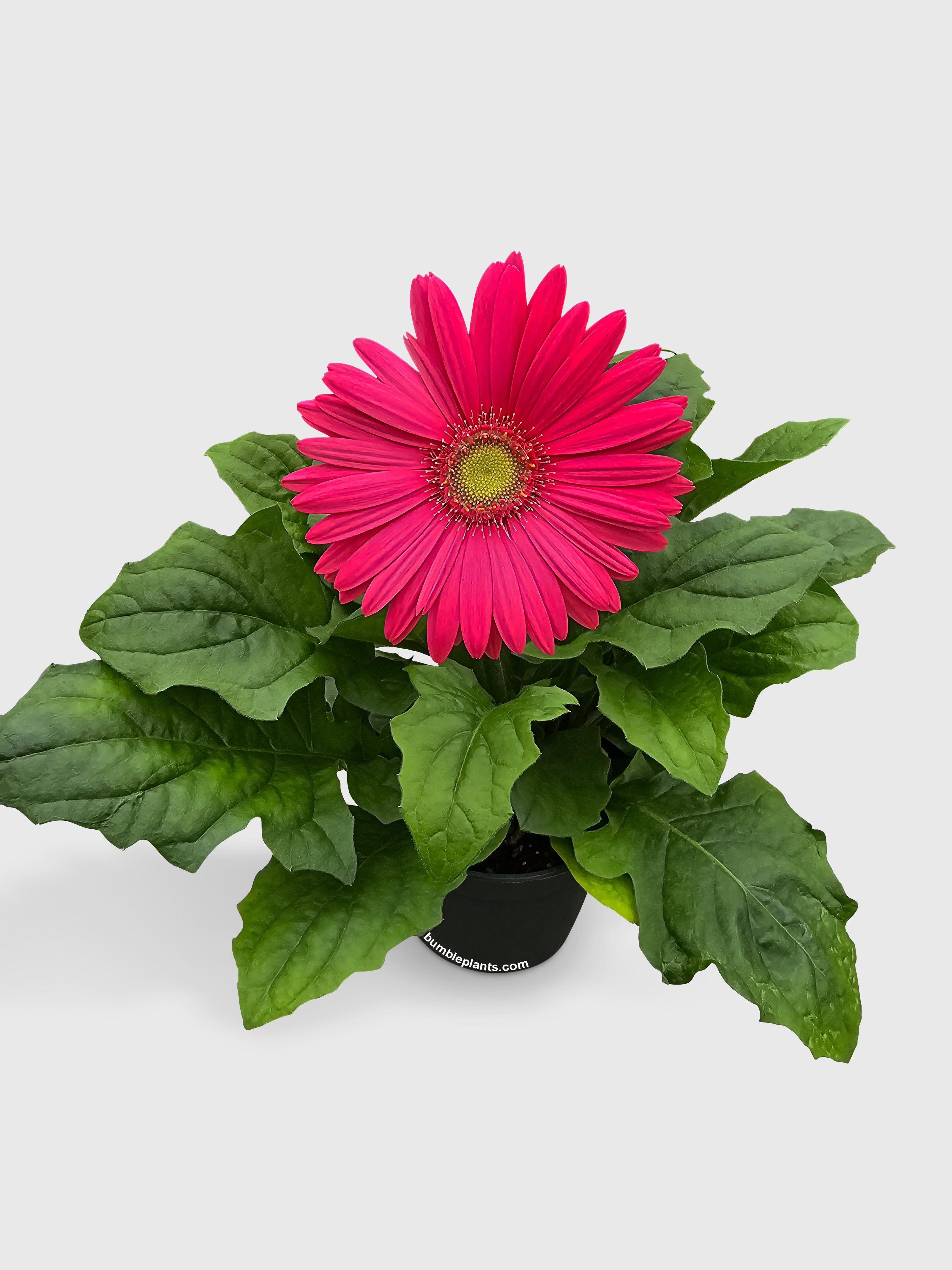 Gerbera Daisy Flower - Bumble Plants