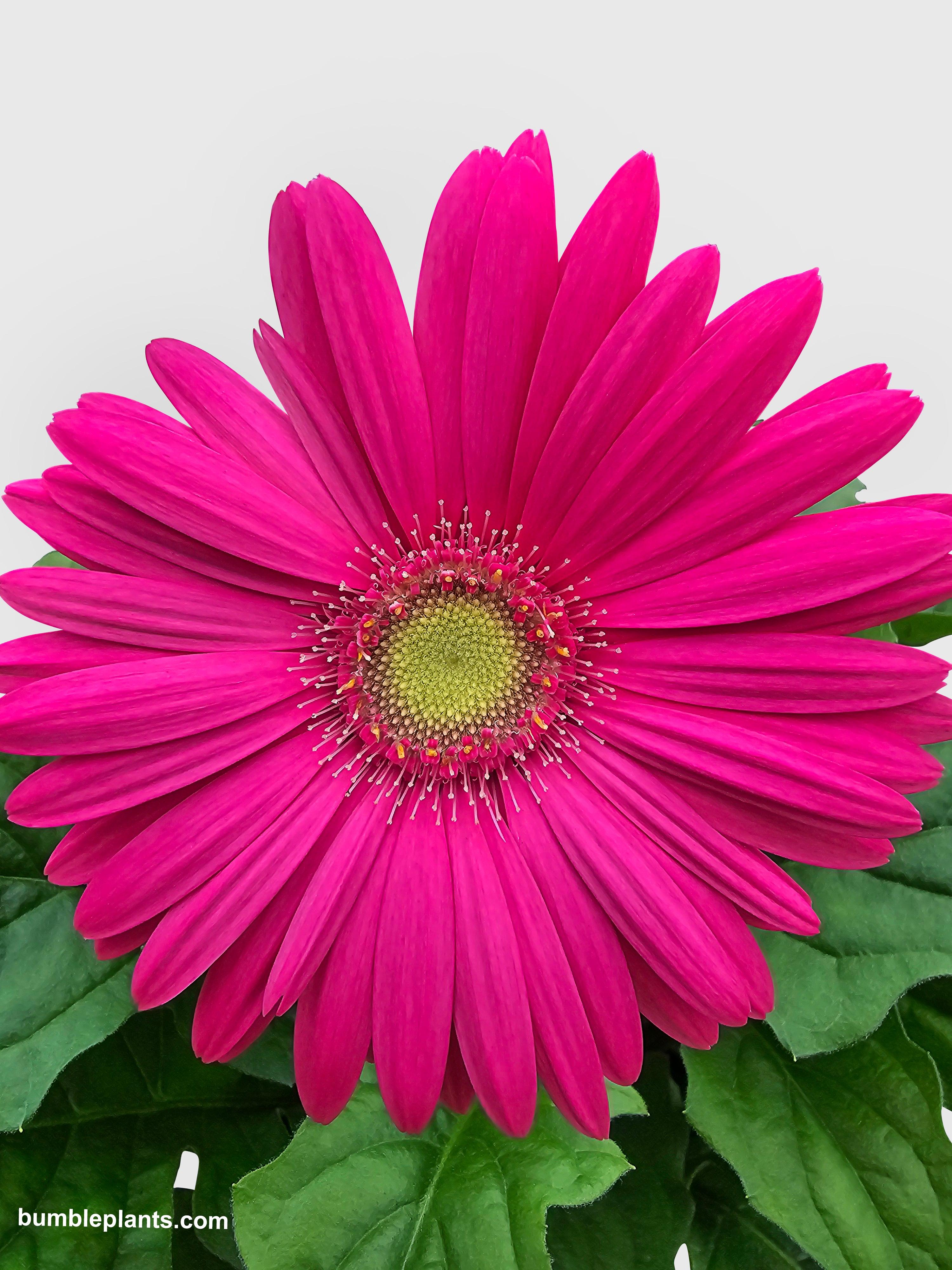 Gerbera Daisy Flower - Bumble Plants