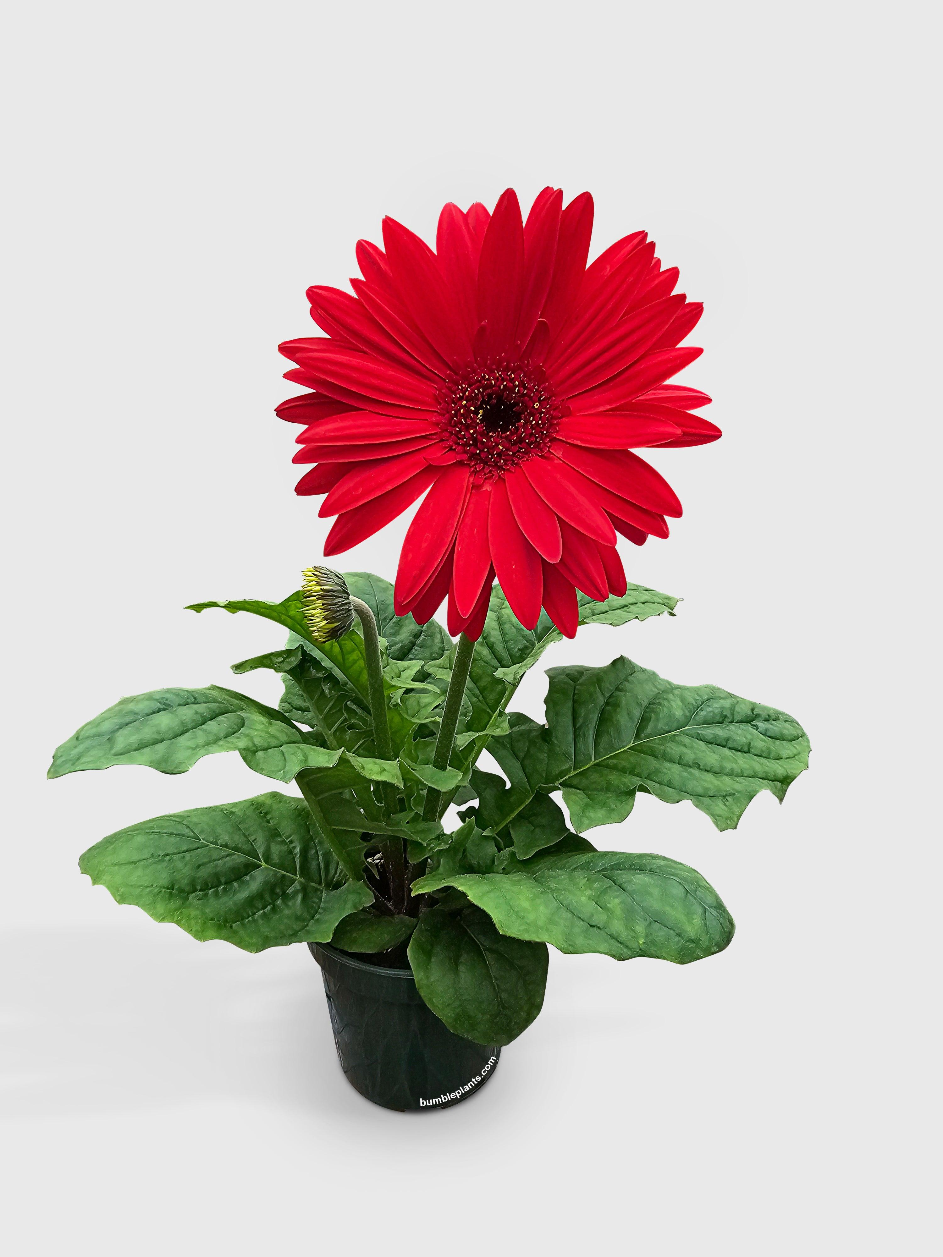Gerbera Daisy Flower - Bumble Plants