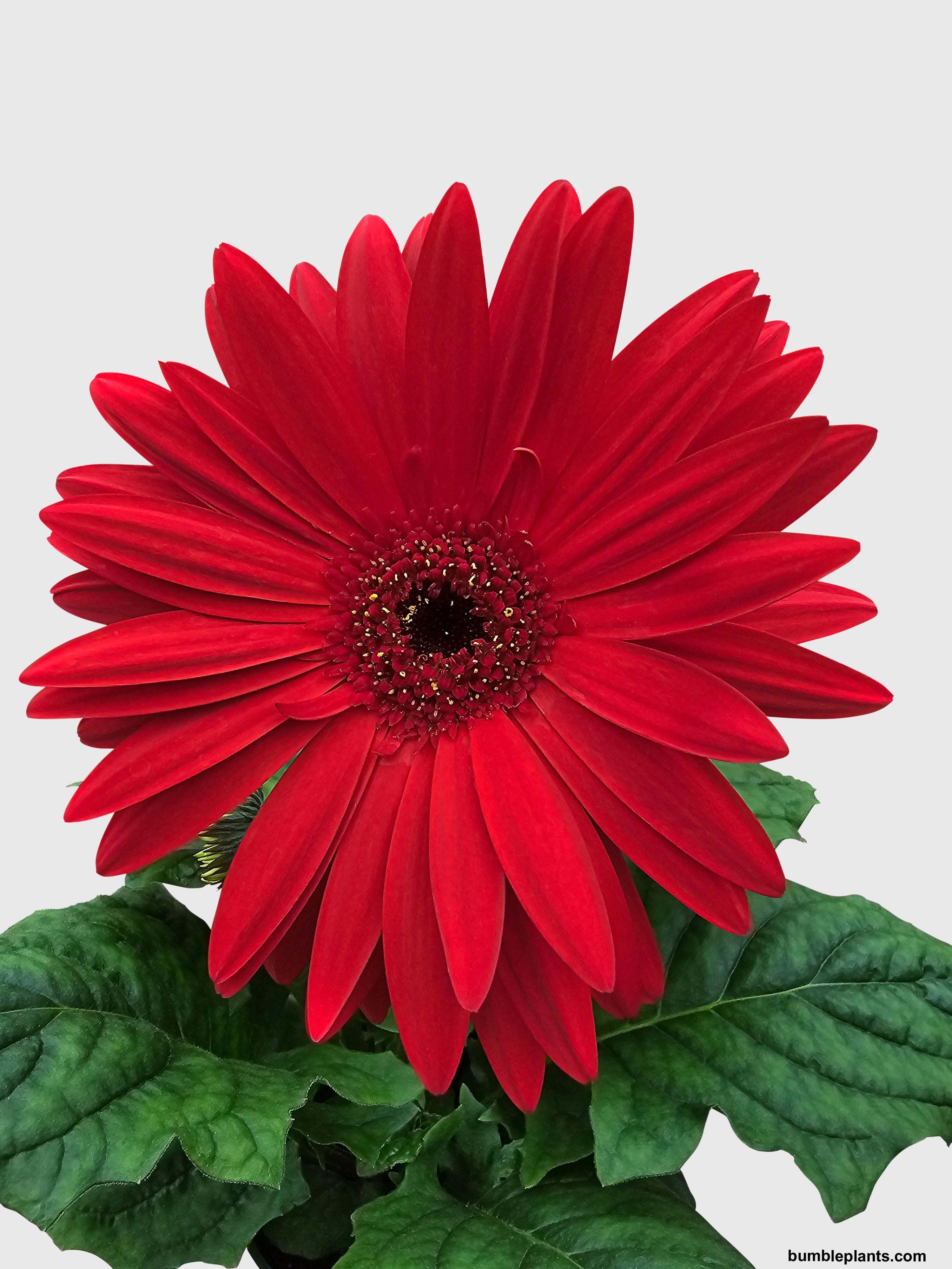 Gerbera Daisy Flower - Bumble Plants