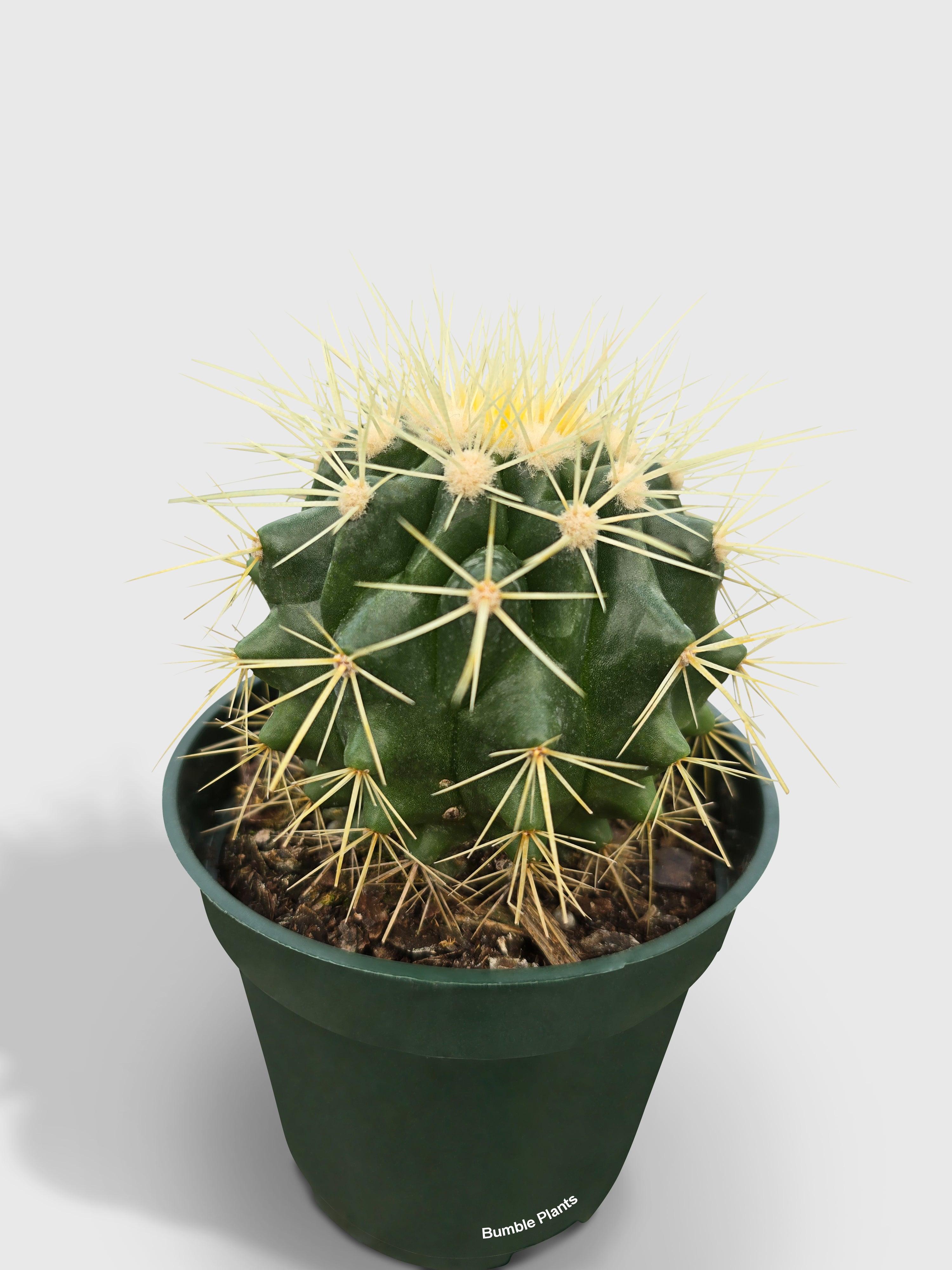Golden Barrel Cactus 'Echinocactus Grusonii' - Bumble Plants