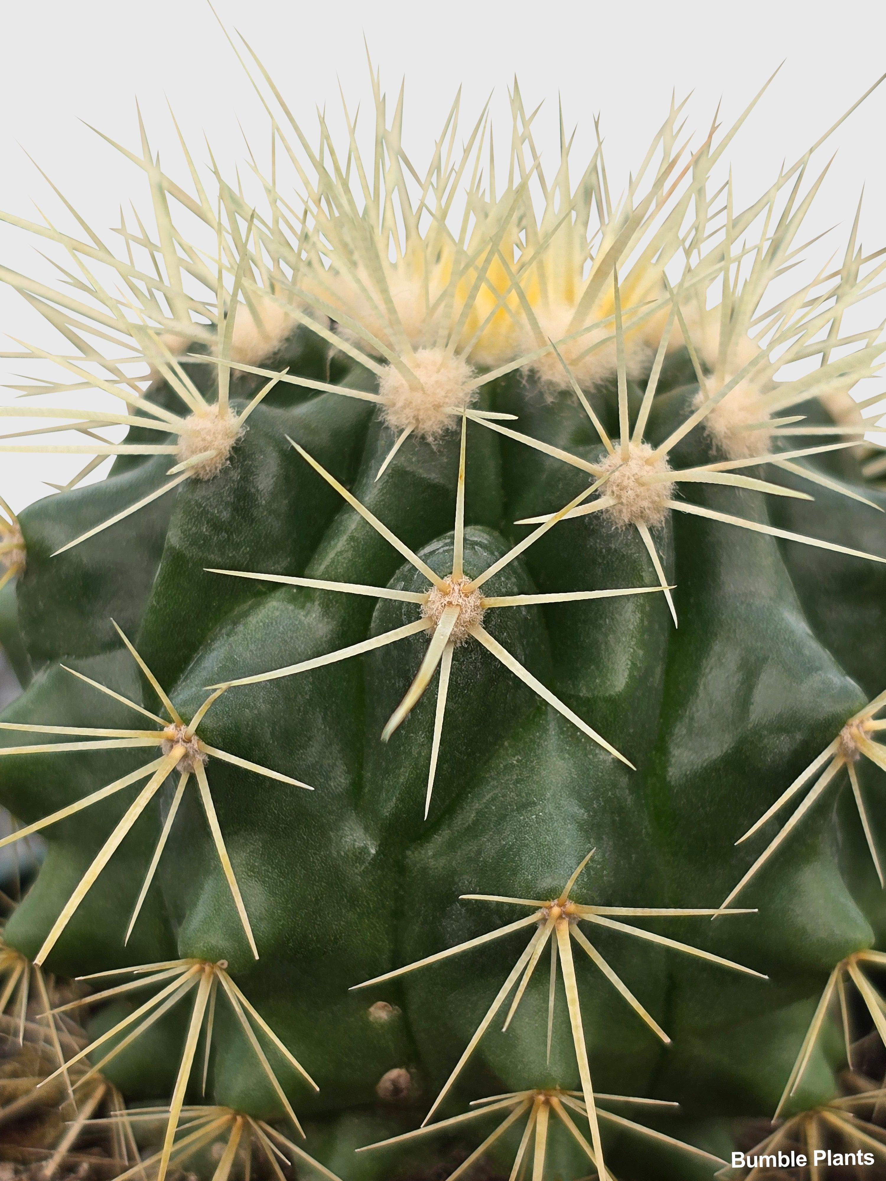 Golden Barrel Cactus 'Echinocactus Grusonii' - Bumble Plants