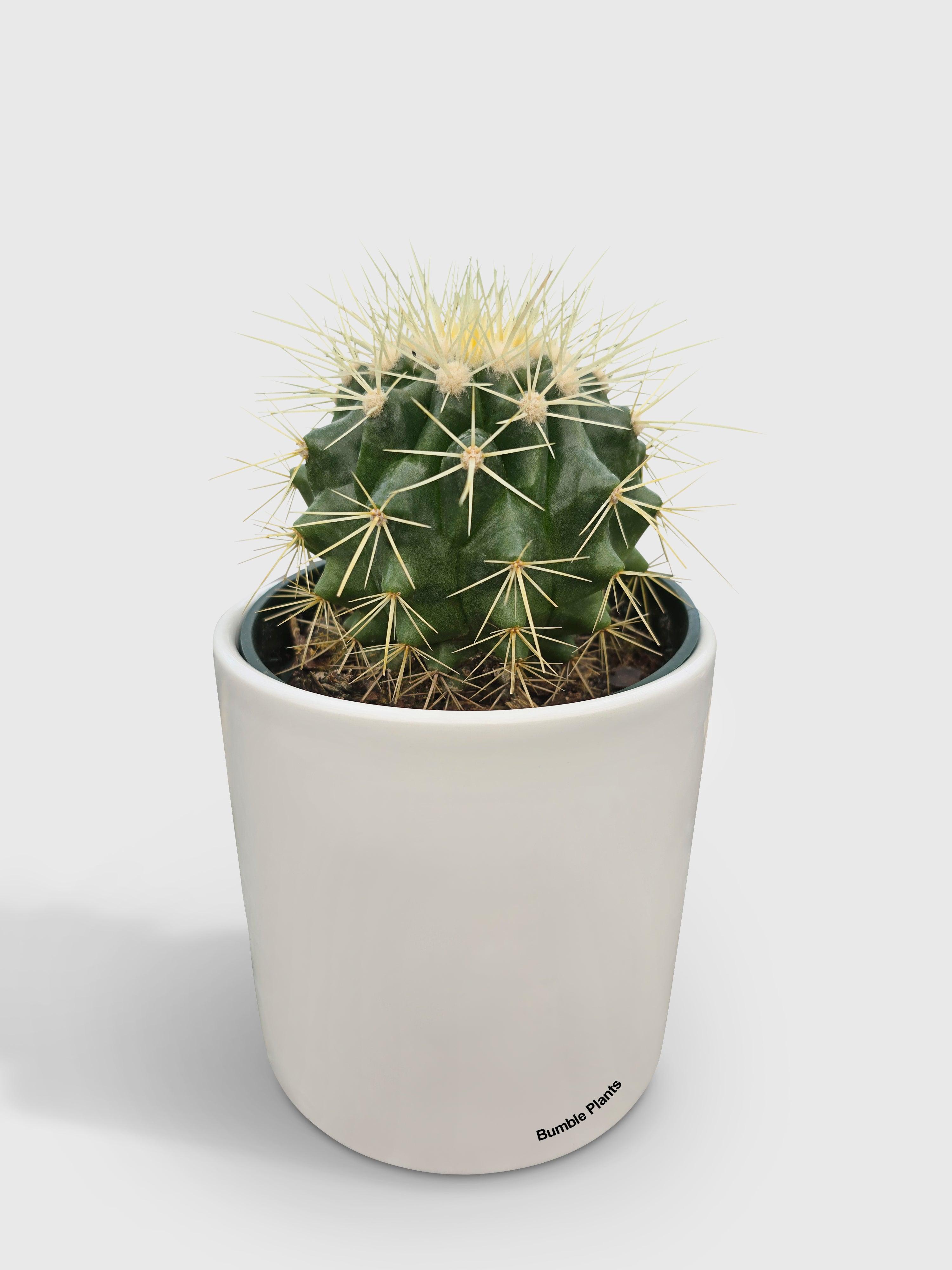Golden Barrel Cactus 'Echinocactus Grusonii' - Bumble Plants