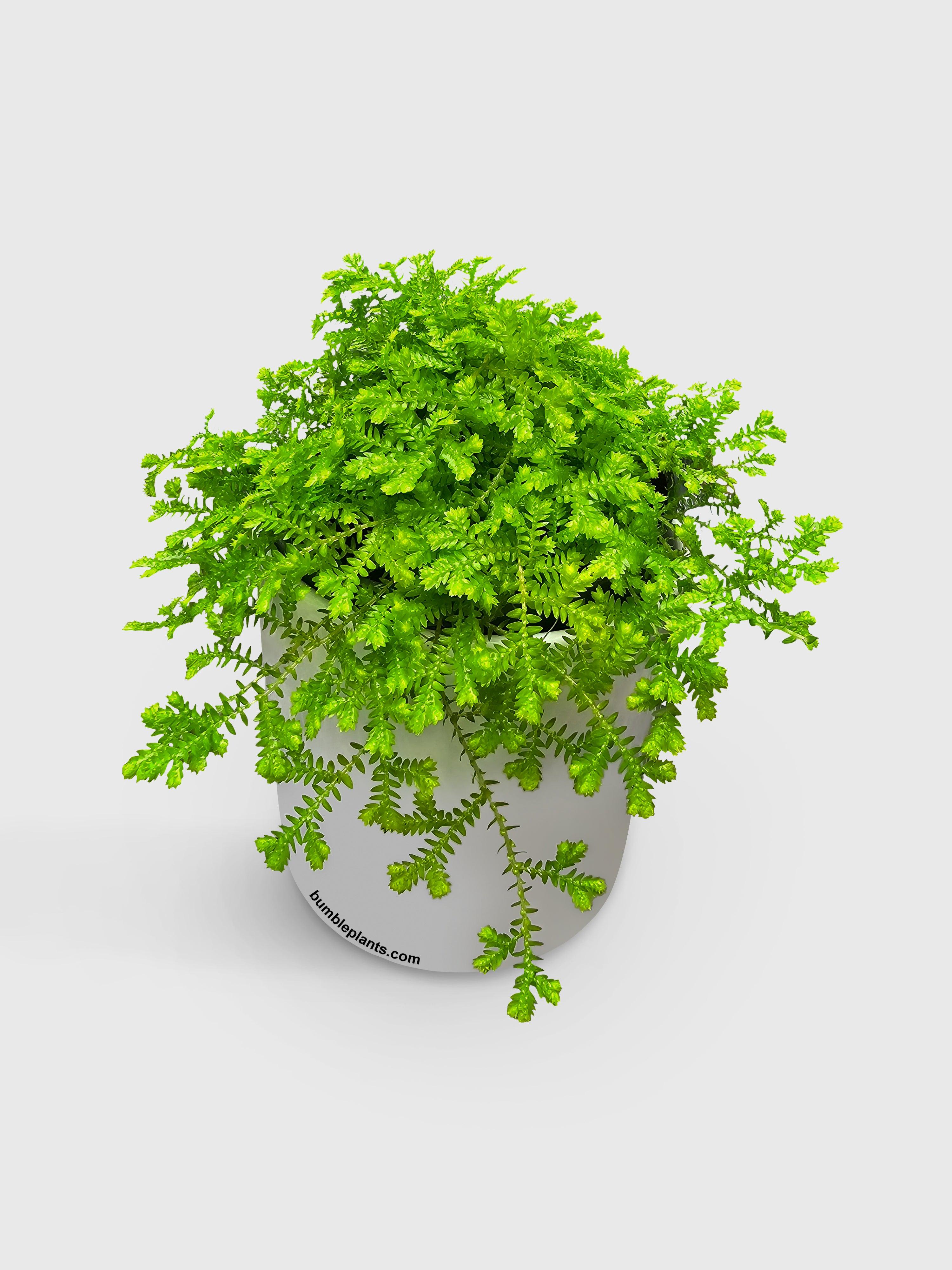 Golden Moss Selaginella Kraussiana 'Aurea' - Bumble Plants