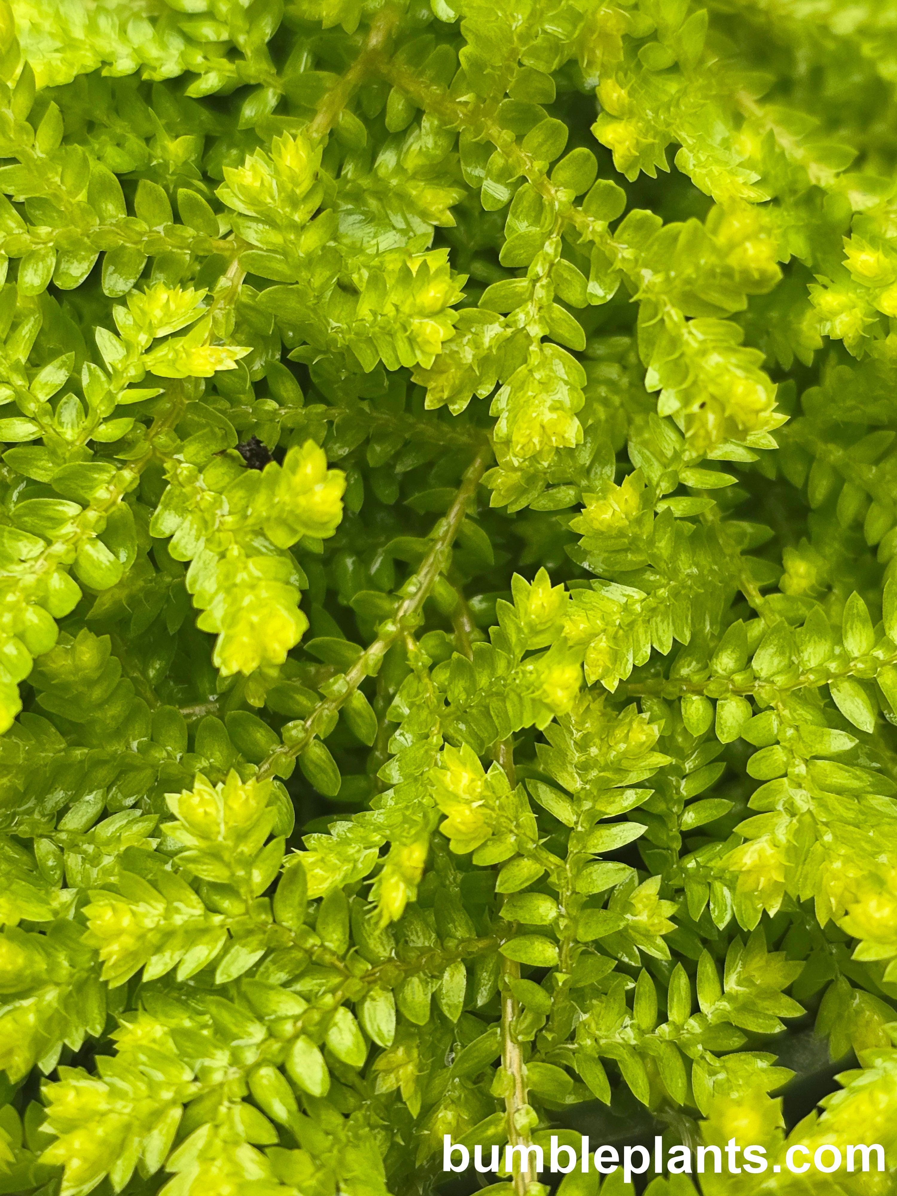 Golden Moss Selaginella Kraussiana 'Aurea' - Bumble Plants