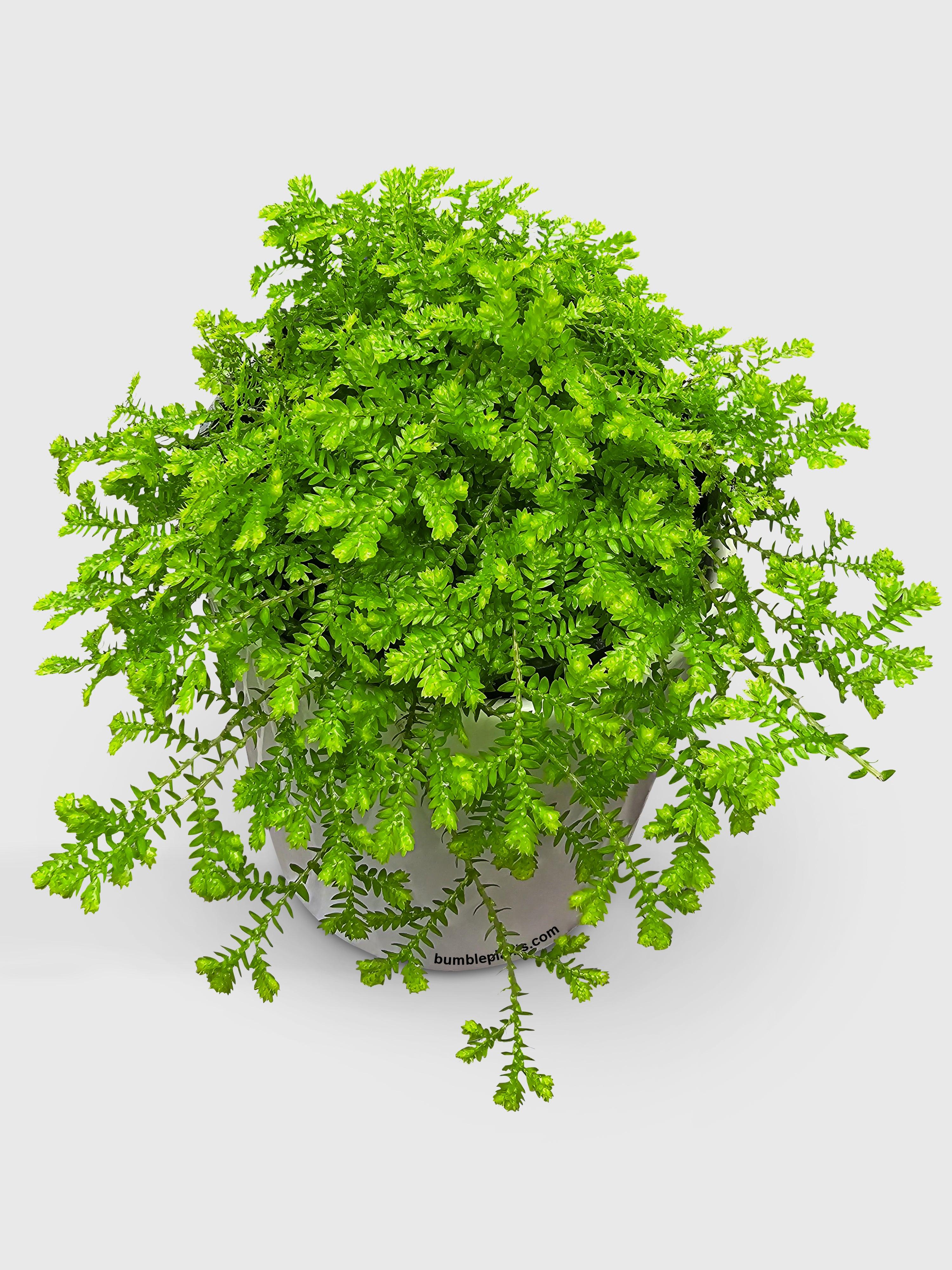 Golden Moss Selaginella Kraussiana 'Aurea' - Bumble Plants