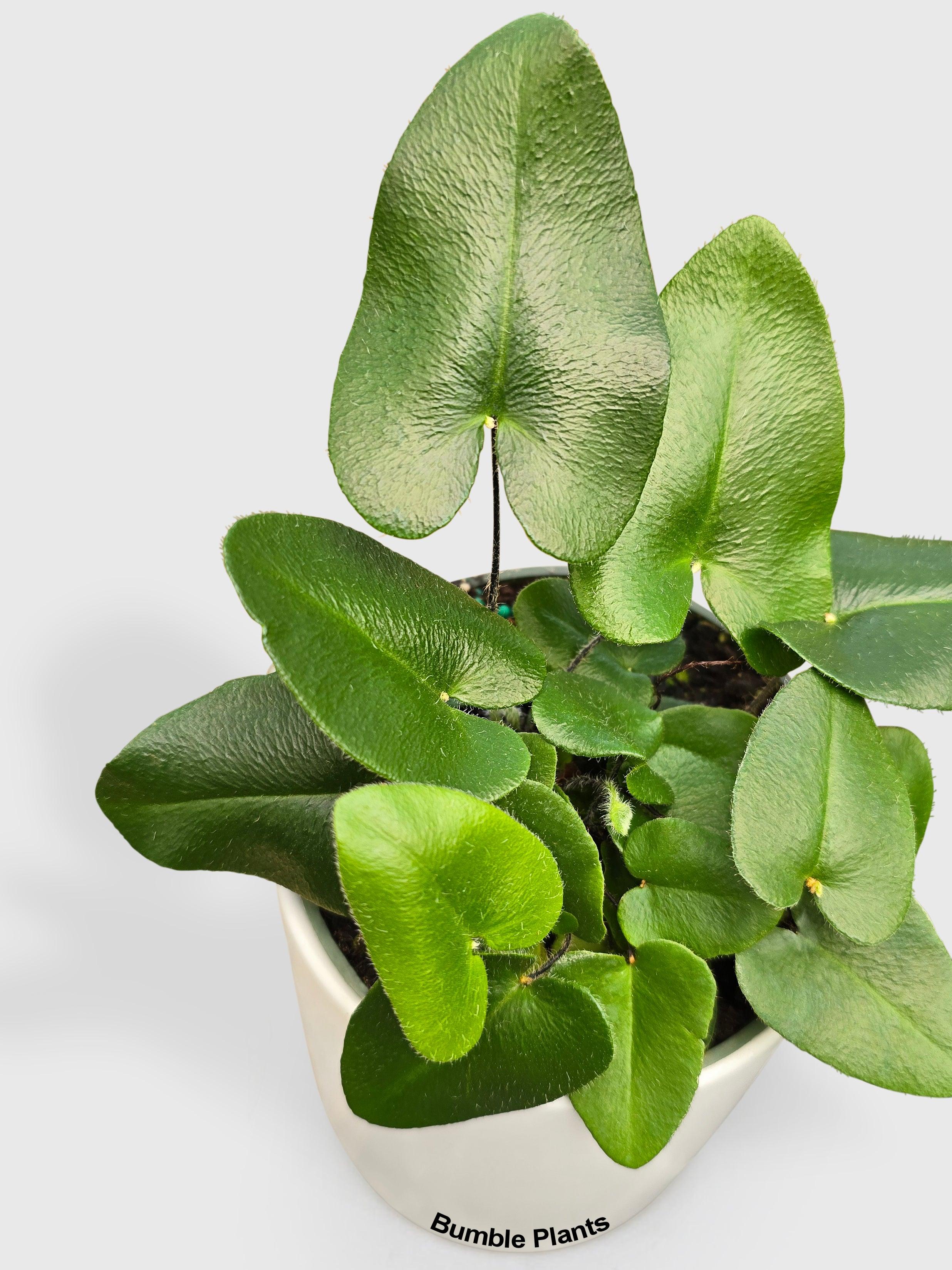 Heart Love Fern 'Kangaroo Foot'