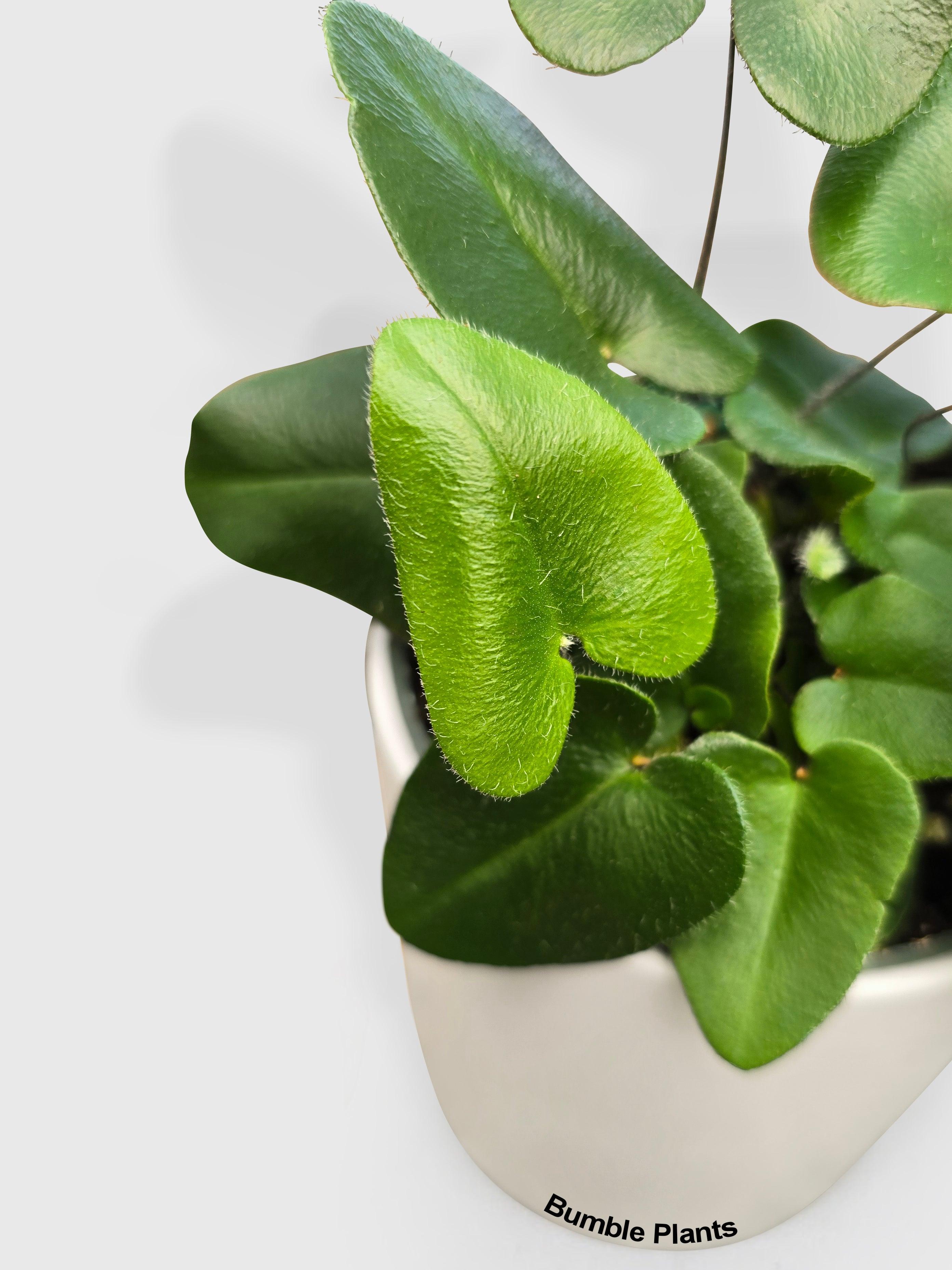 Heart Love Fern 'Kangaroo Foot'