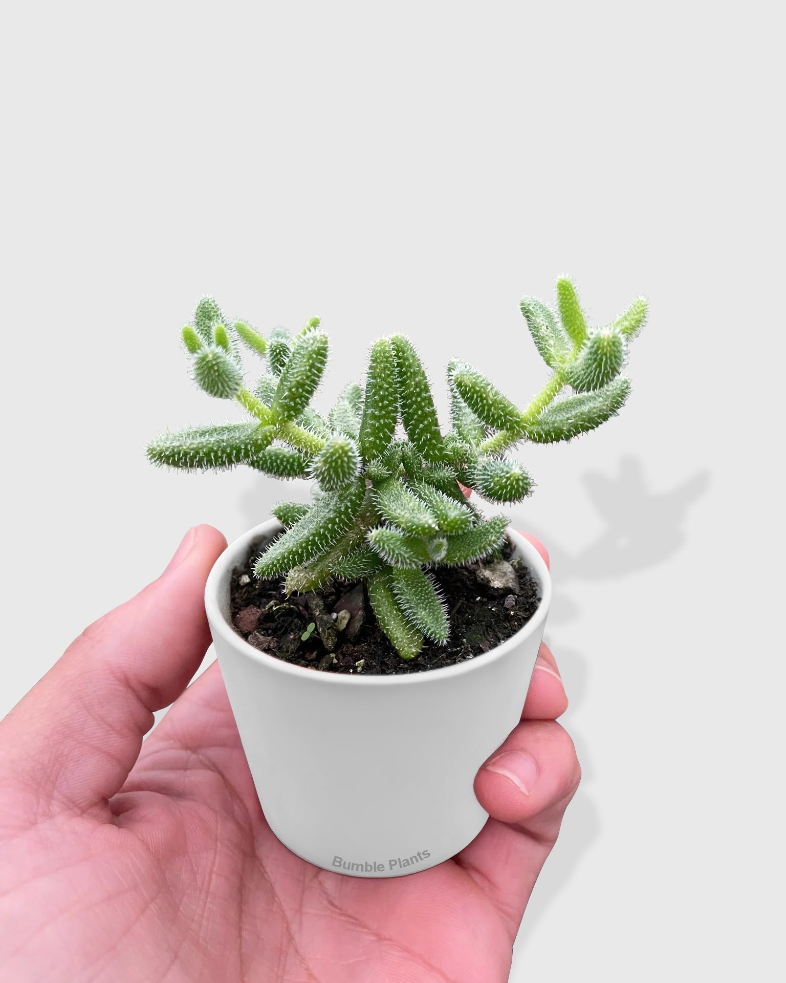 Hedgehog Ice Pickle Plant