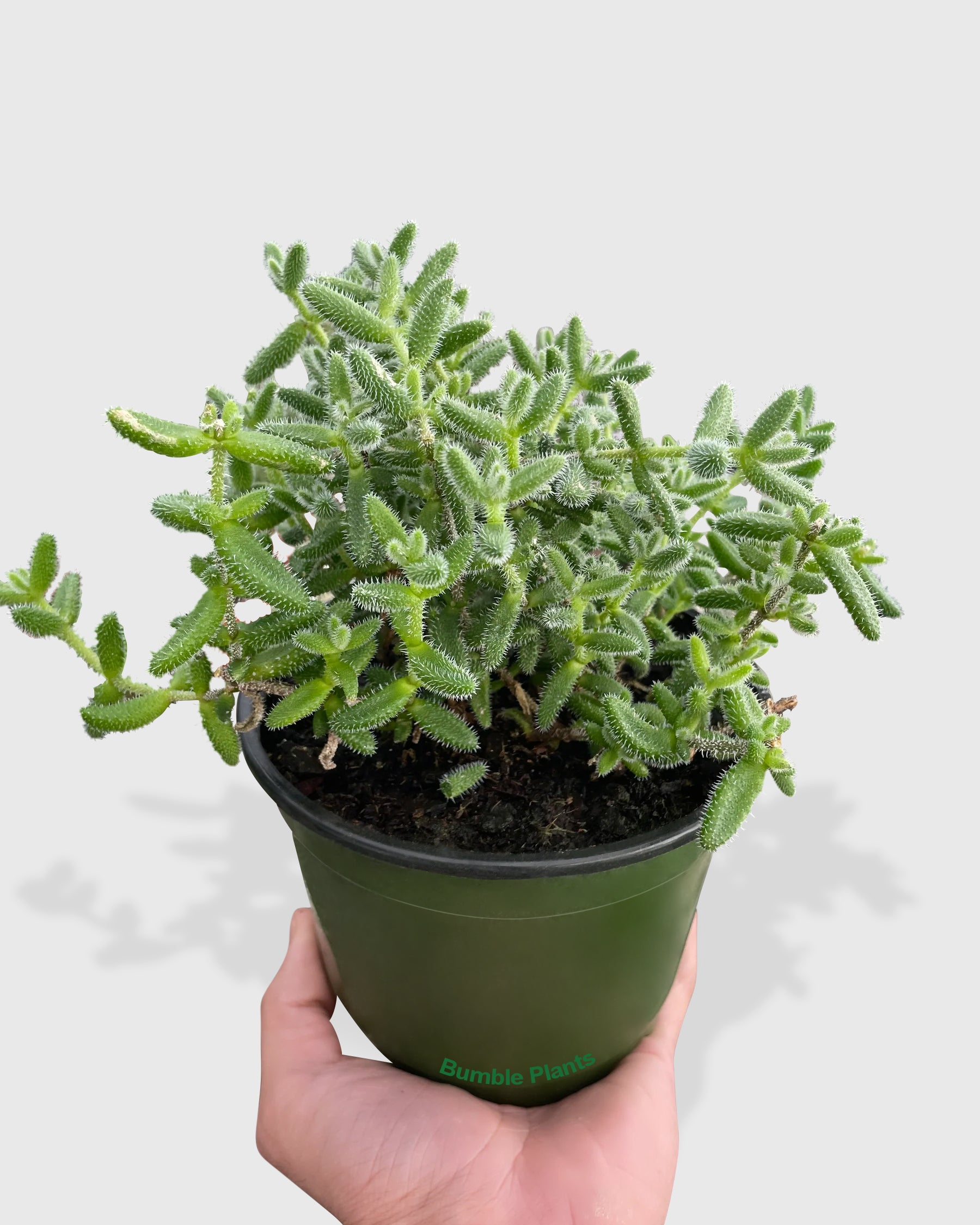 Hedgehog Ice Pickle Plant