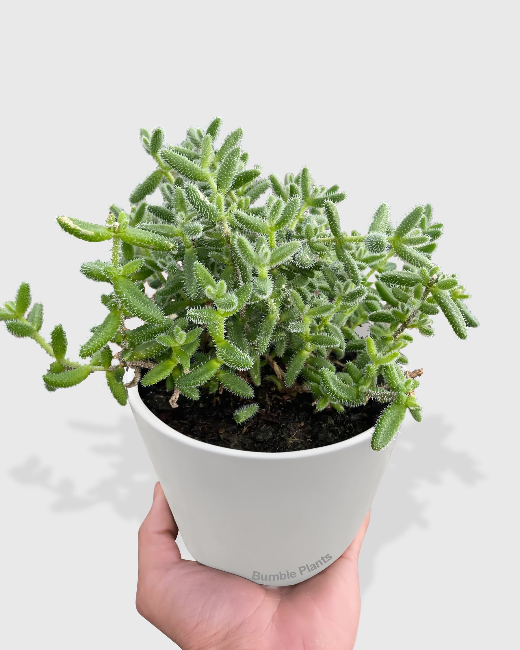 Hedgehog Ice Pickle Plant