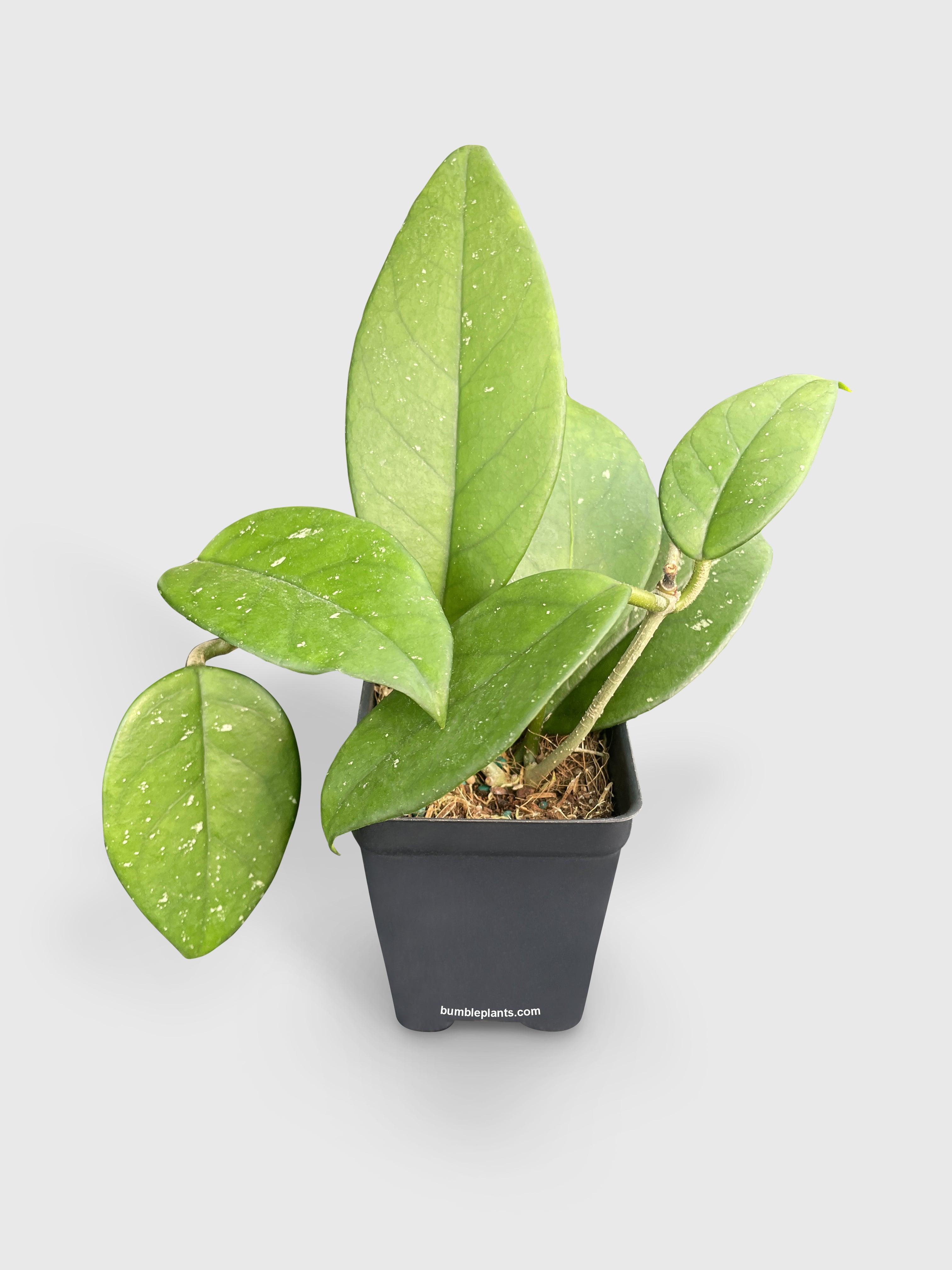 Hoya Fungii - Bumble Plants
