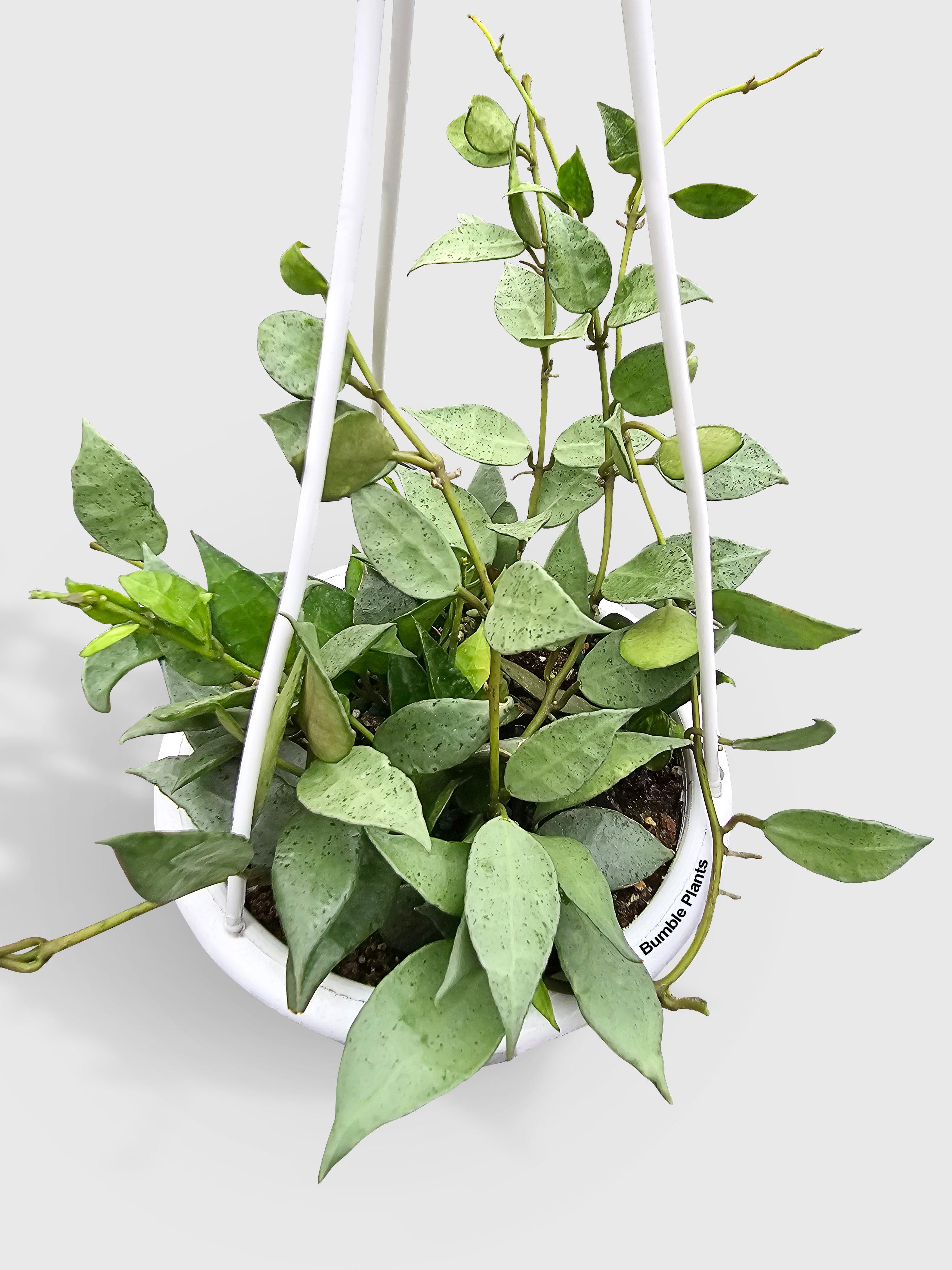Hoya Lacunosa 'Silver Mint Coin' - Bumble Plants