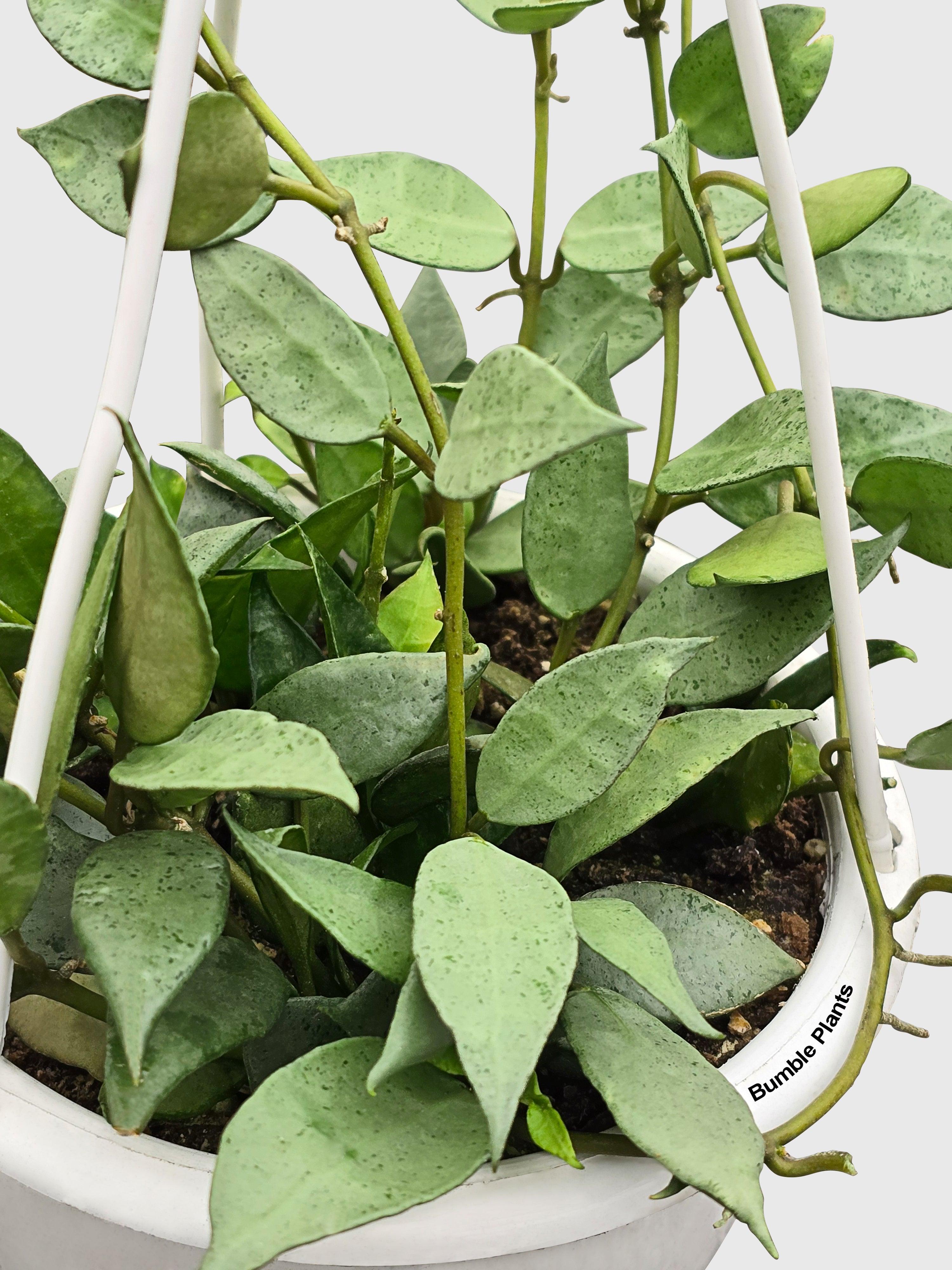 Hoya Lacunosa 'Silver Mint Coin' - Bumble Plants