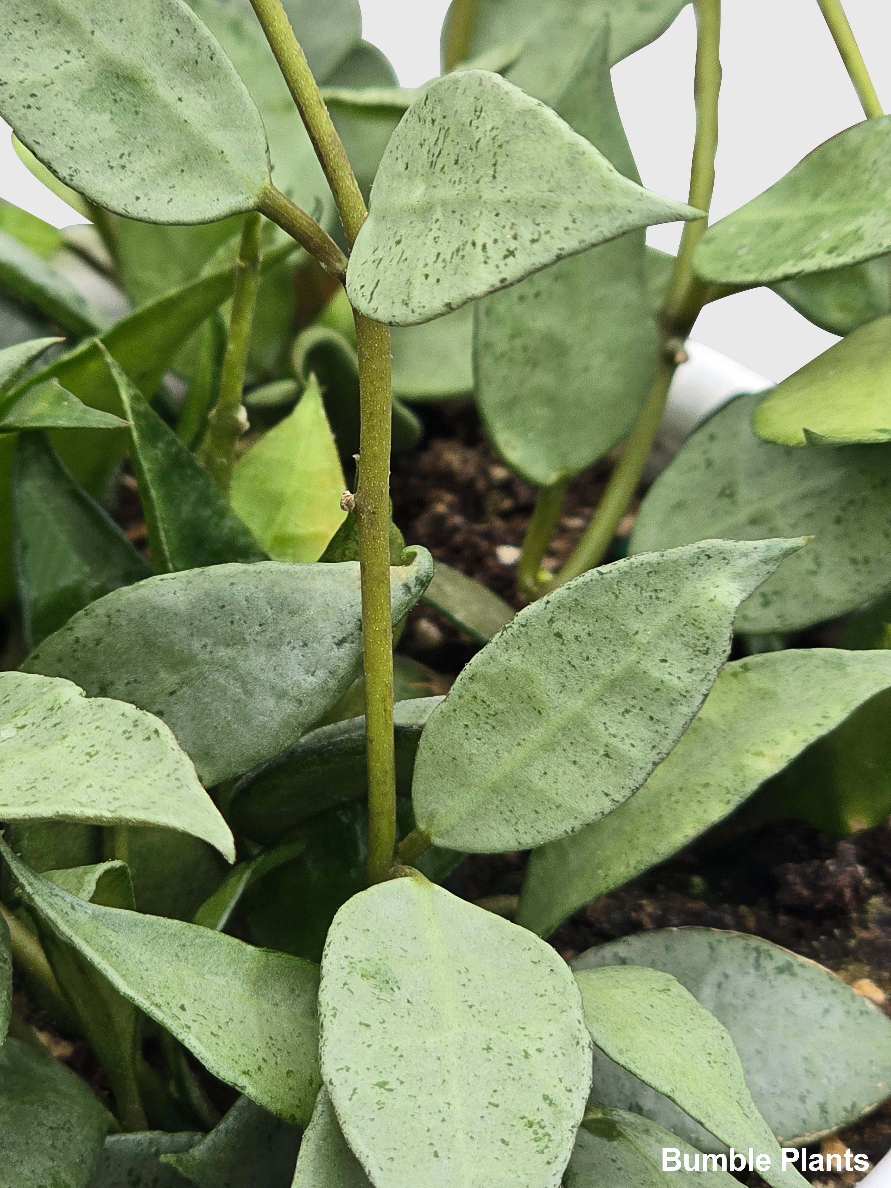 Hoya Lacunosa 'Silver Mint Coin' - Bumble Plants