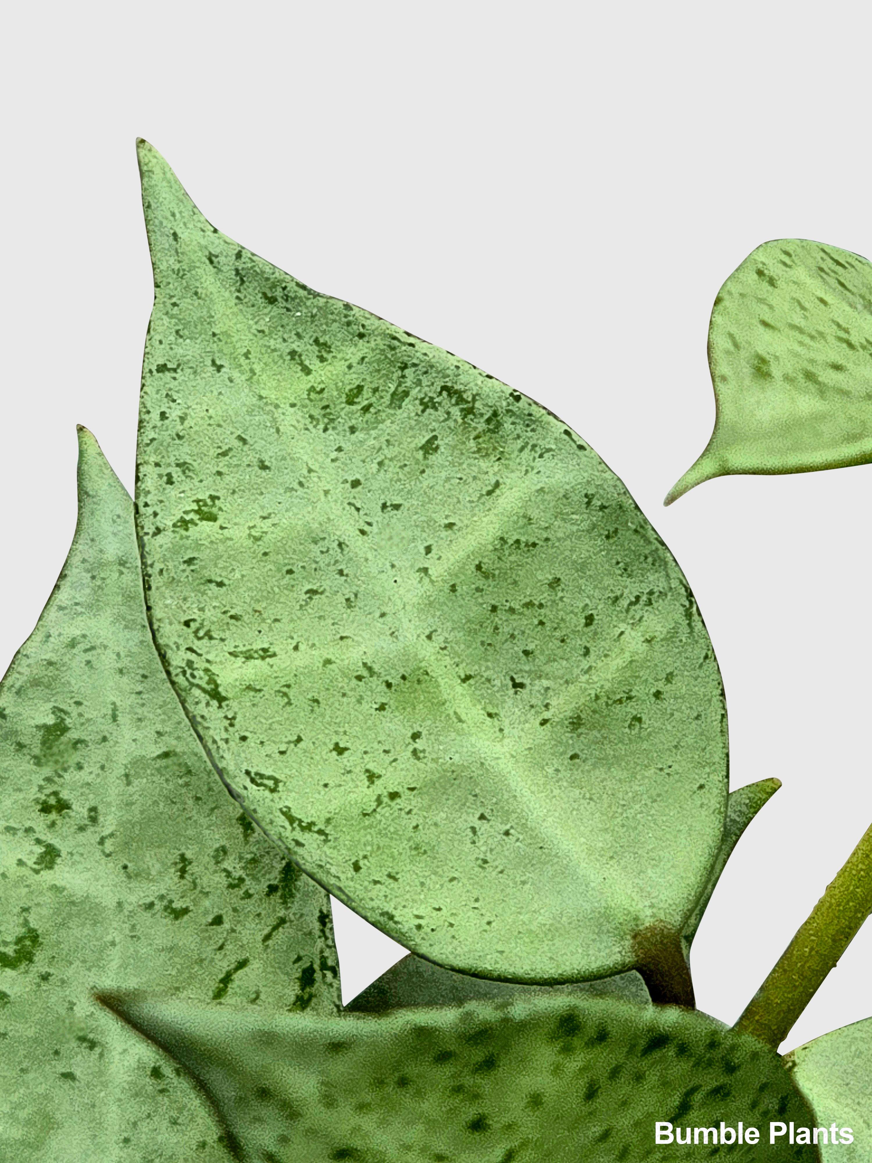 Hoya Lacunosa 'Silver Mint Coin' - Bumble Plants