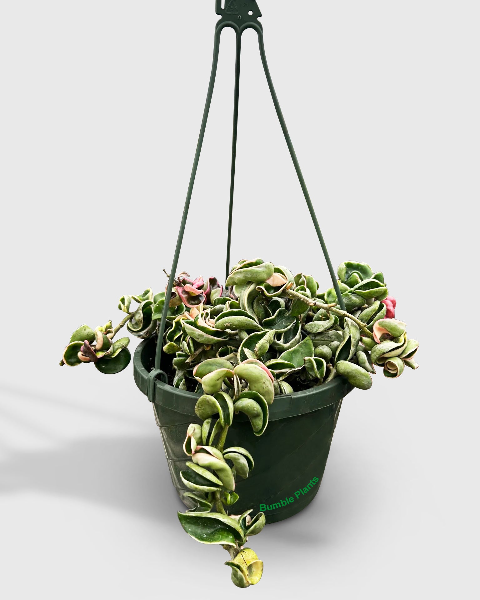 Variegated Hoya Hindu Rope