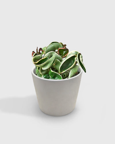Variegated Hoya Hindu Rope