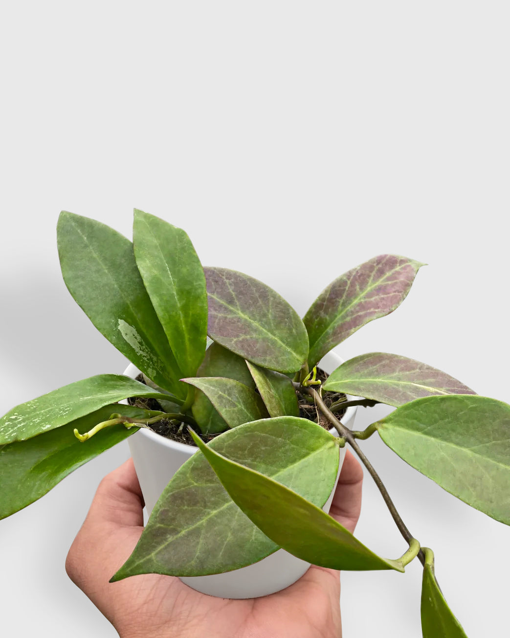 Hoya 'Sunrise' Hybrid