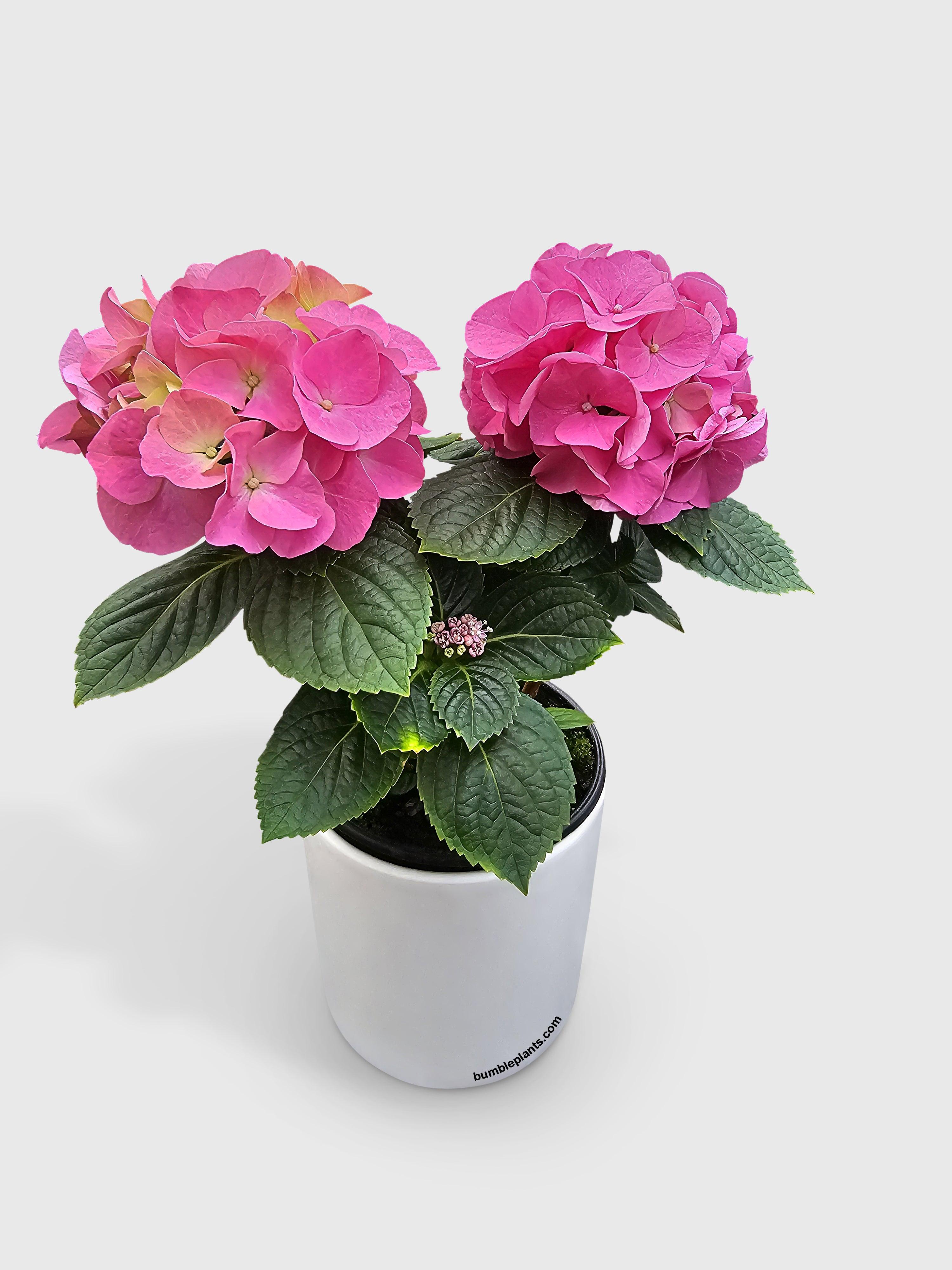 Hydrangea Flowering Plant - Bumble Plants