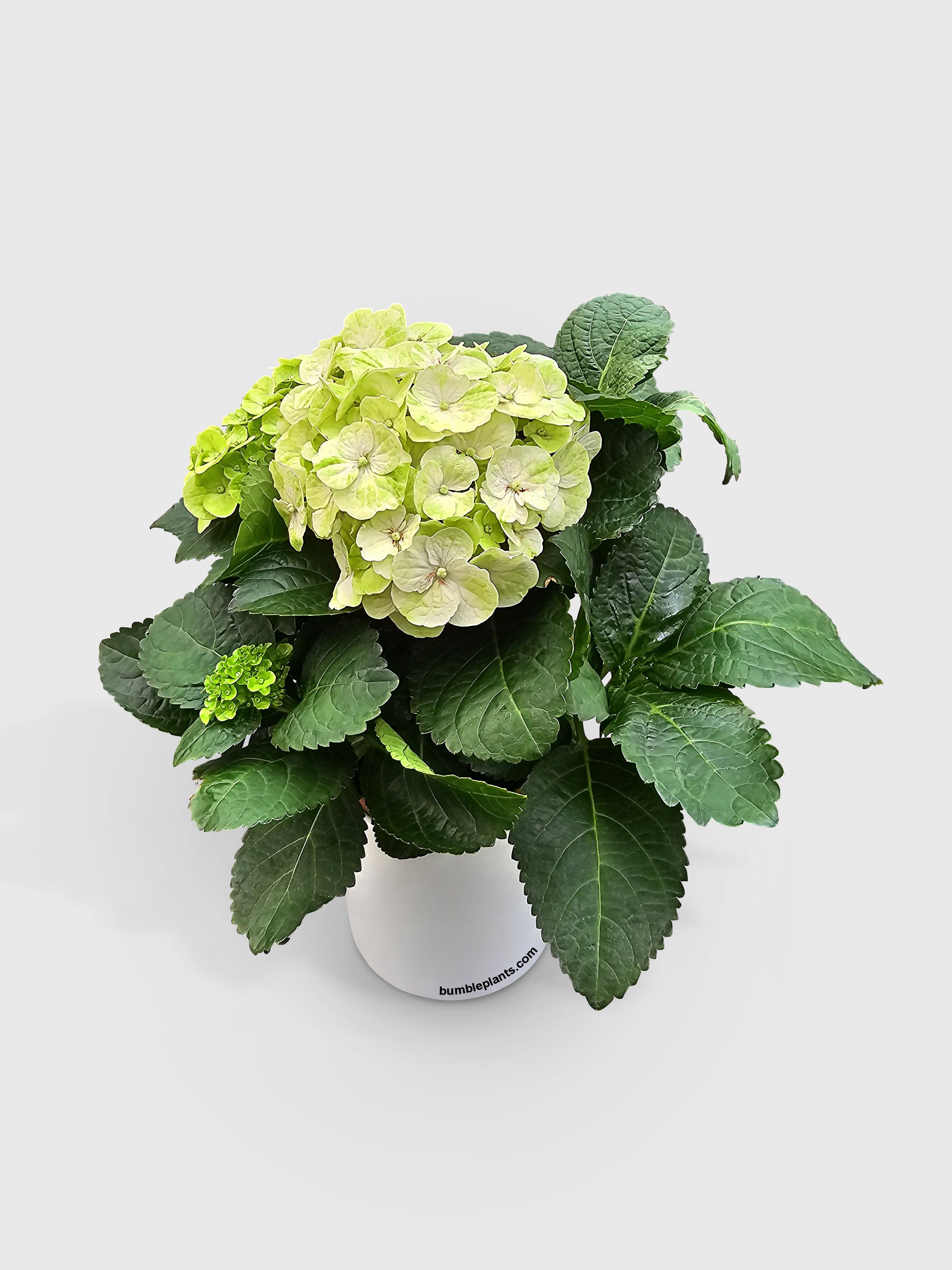 Hydrangea Flowering Plant - Bumble Plants