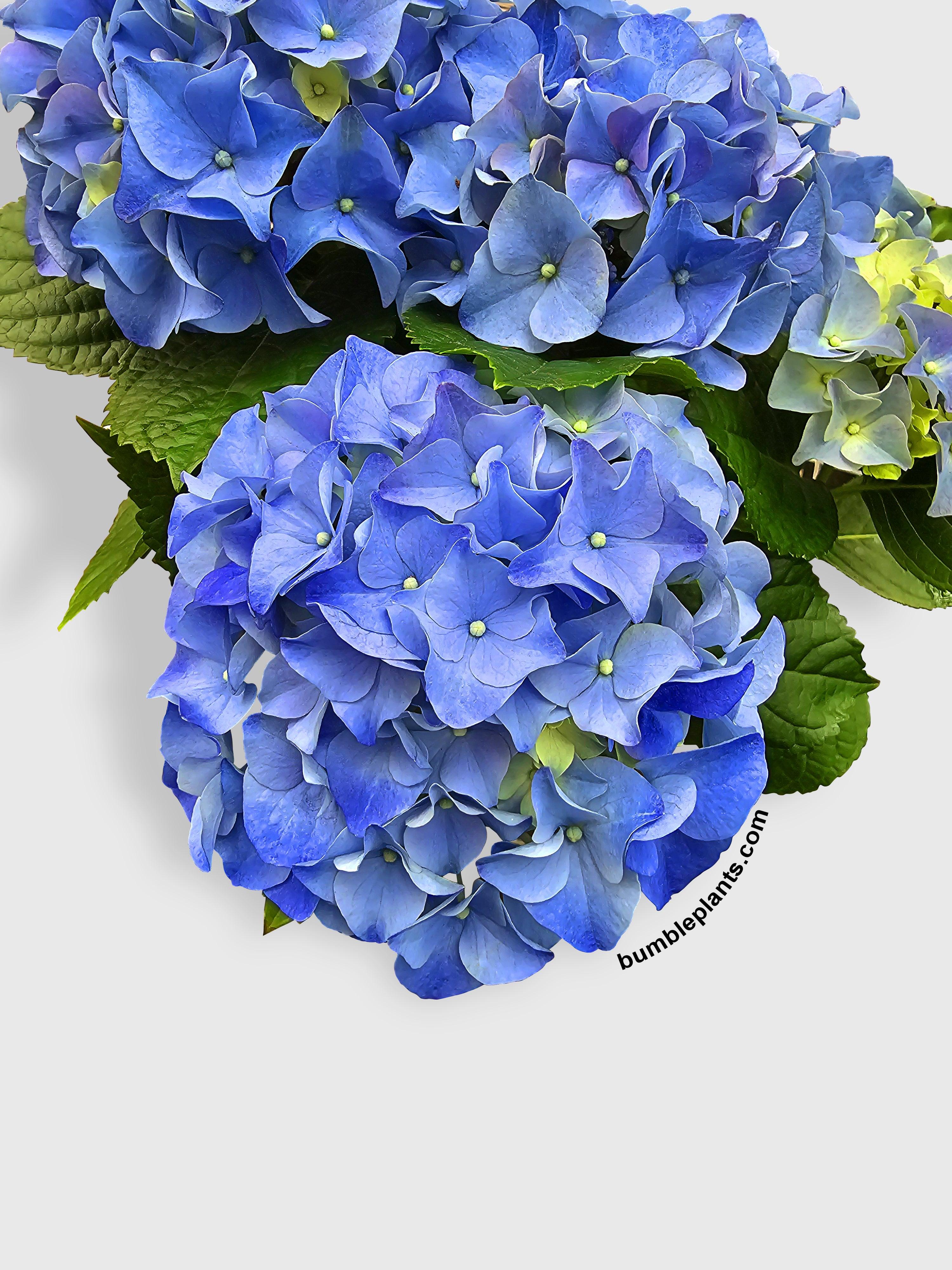 Hydrangea Flowering Plant - Bumble Plants