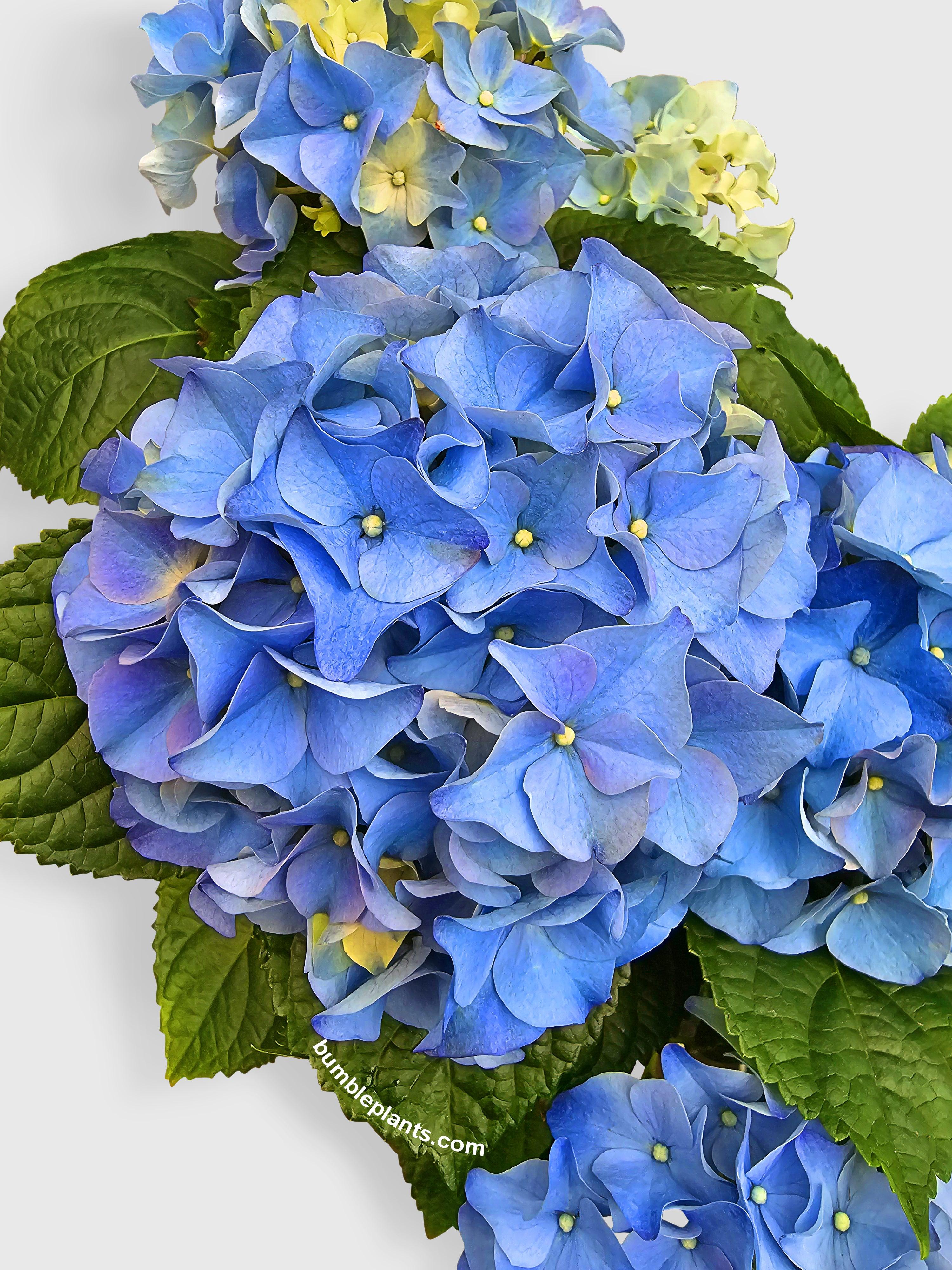 Hydrangea Flowering Plant - Bumble Plants
