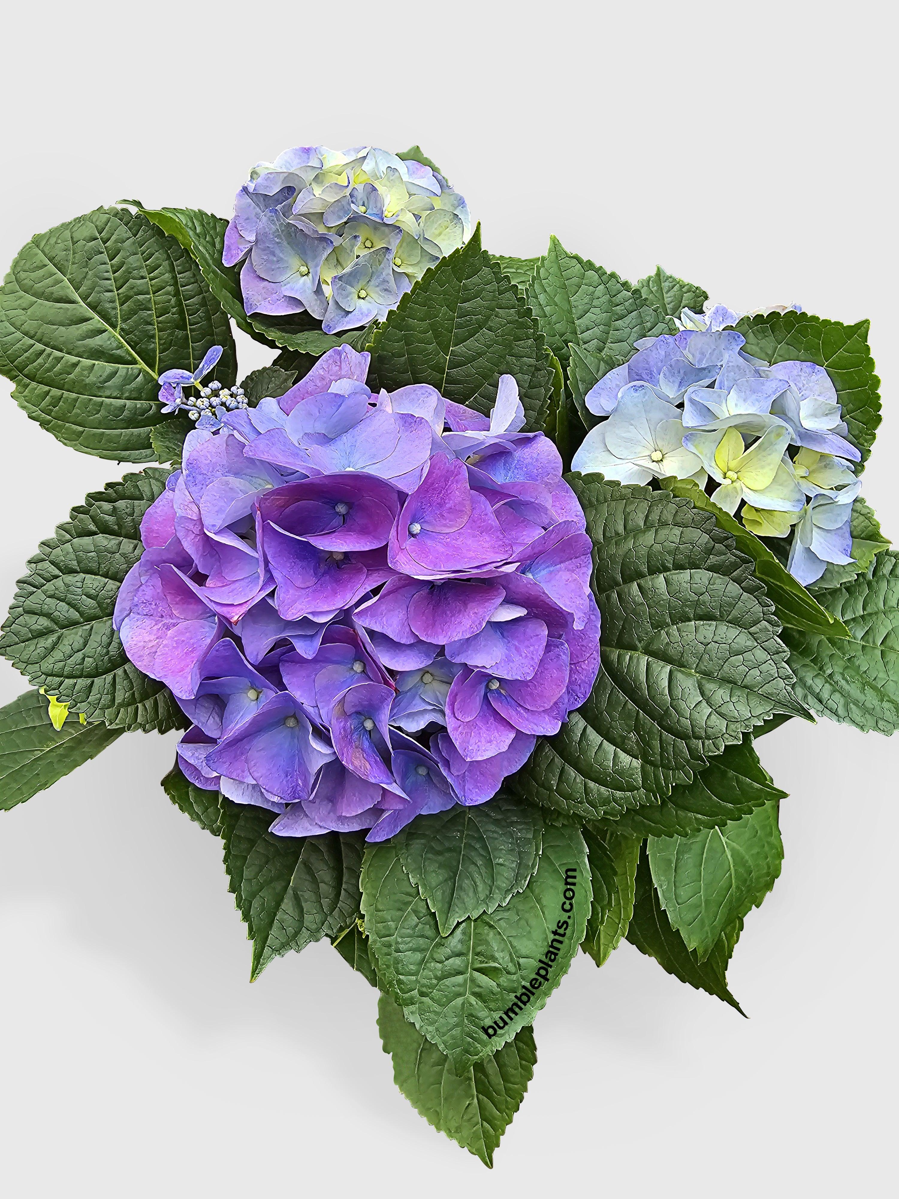 Hydrangea Flowering Plant - Bumble Plants