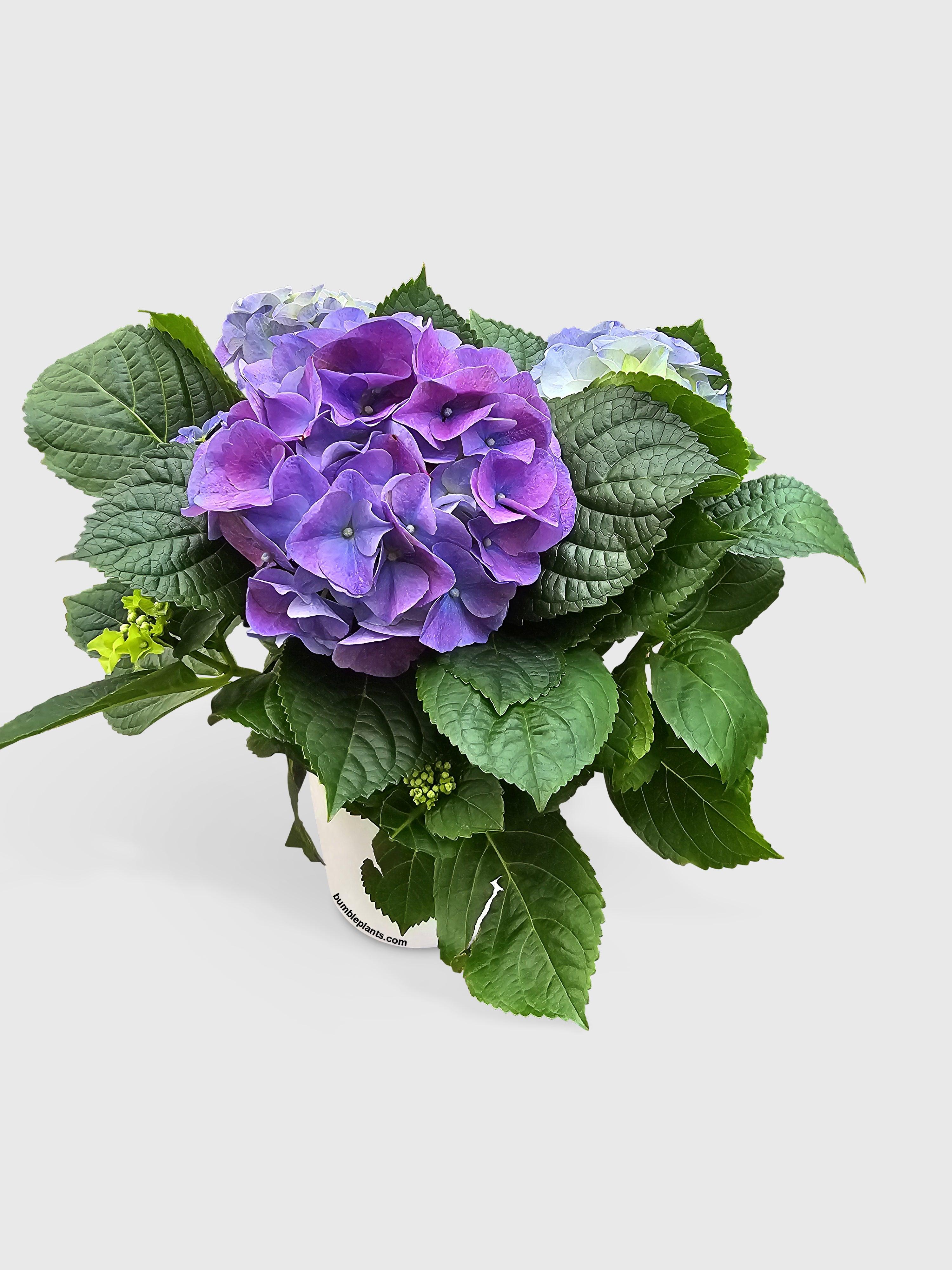Hydrangea Flowering Plant - Bumble Plants