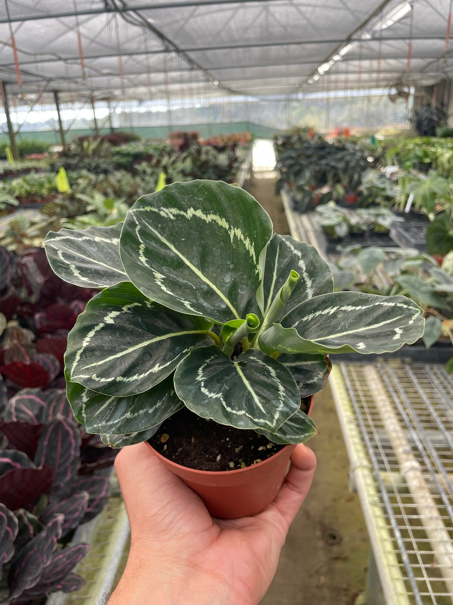 Calathea Roseopicta Green Goddess