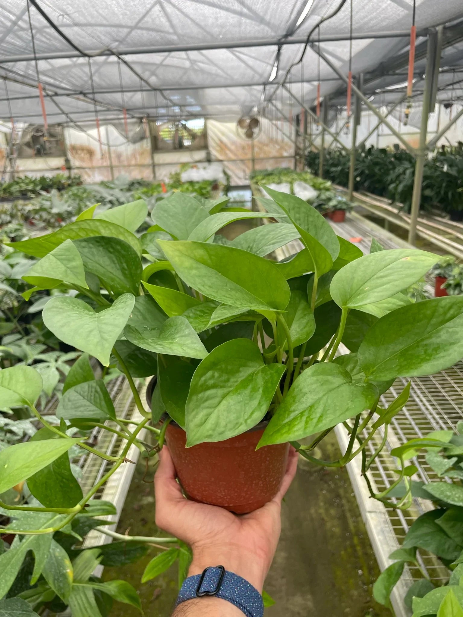 Epipremnum Aureum Green Queen Pothos