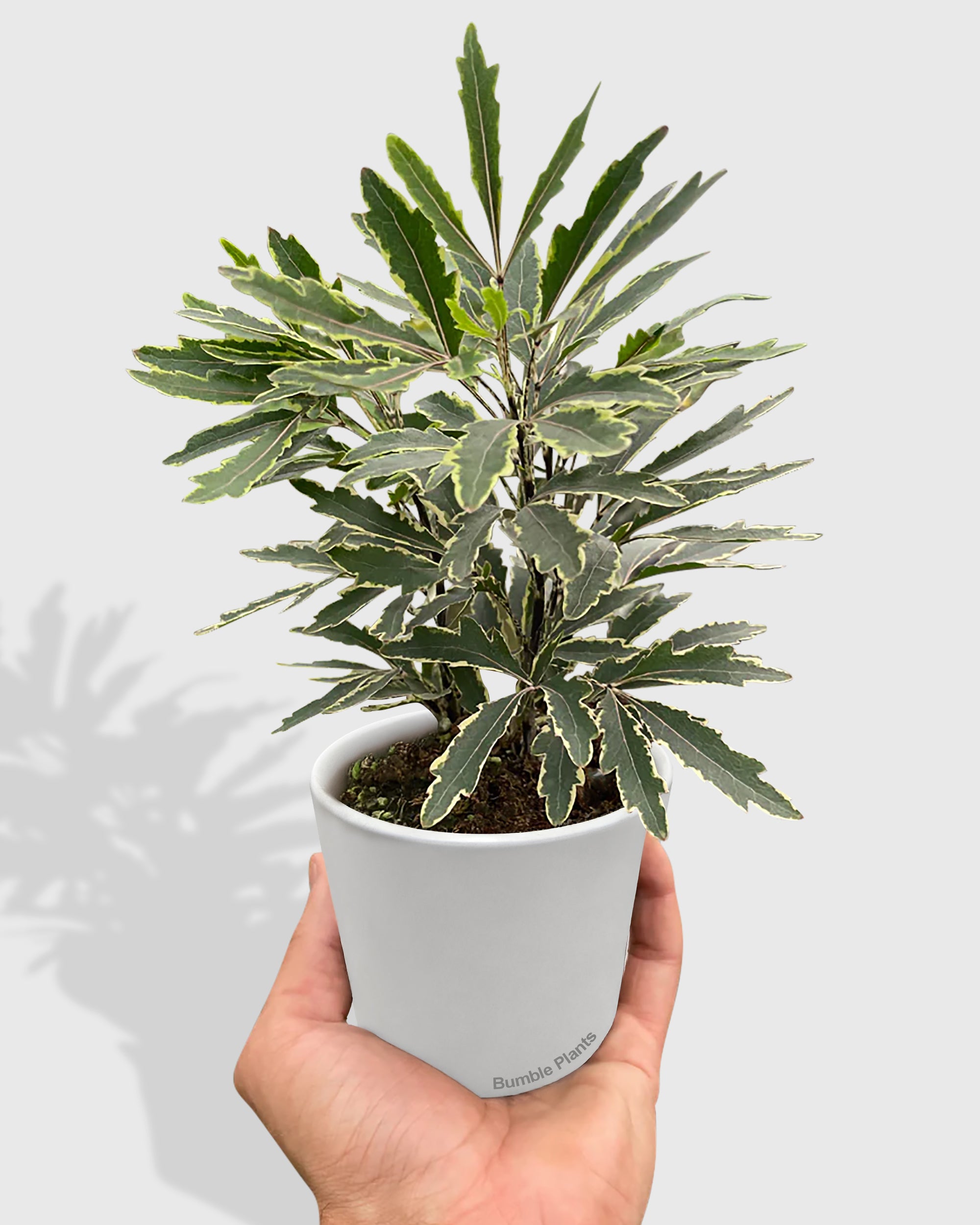 Aralia Bianca Variegata