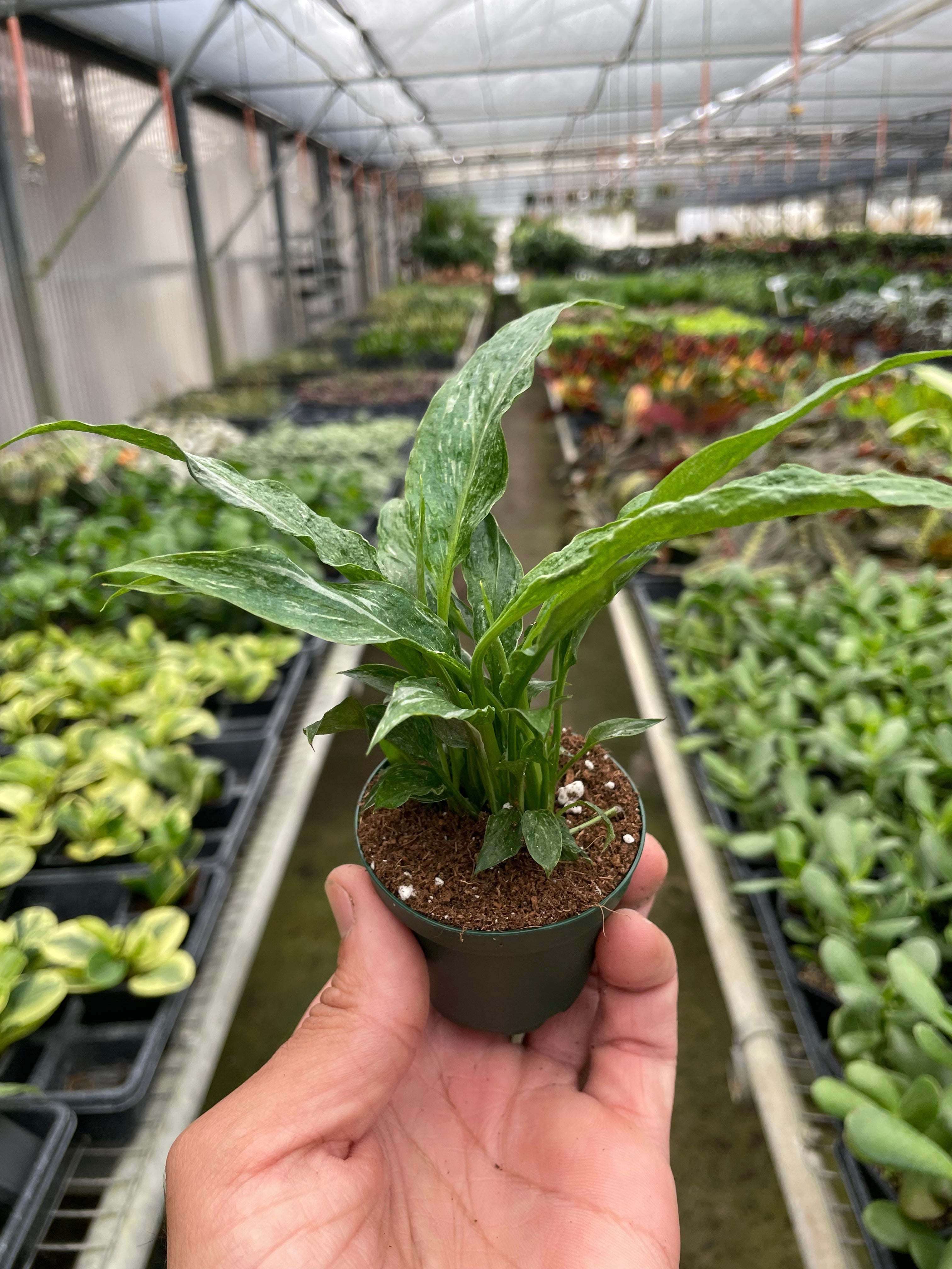 Spathiphyllum Domino Peace Lily Variegata