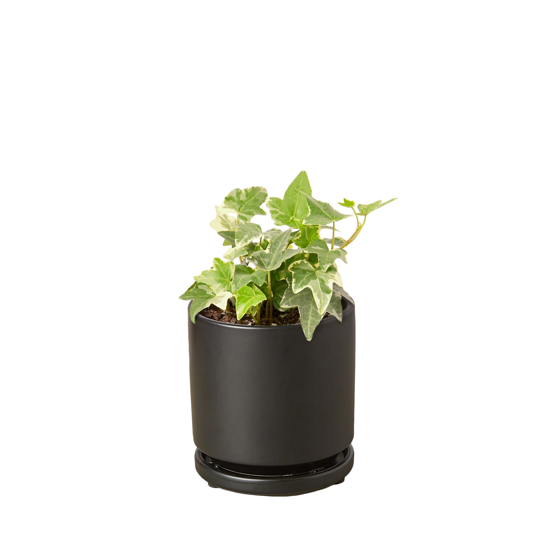 Algeriensis English Ivy Hedera Glacier Variegata