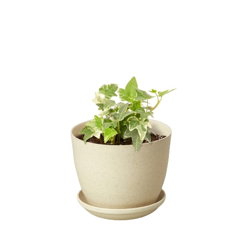Algeriensis English Ivy Hedera Glacier Variegata