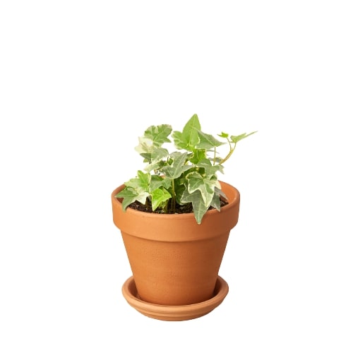 Algeriensis English Ivy Hedera Glacier Variegata