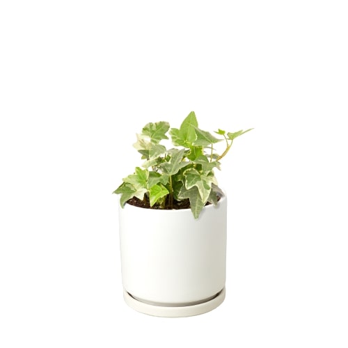 Algeriensis English Ivy Hedera Glacier Variegata