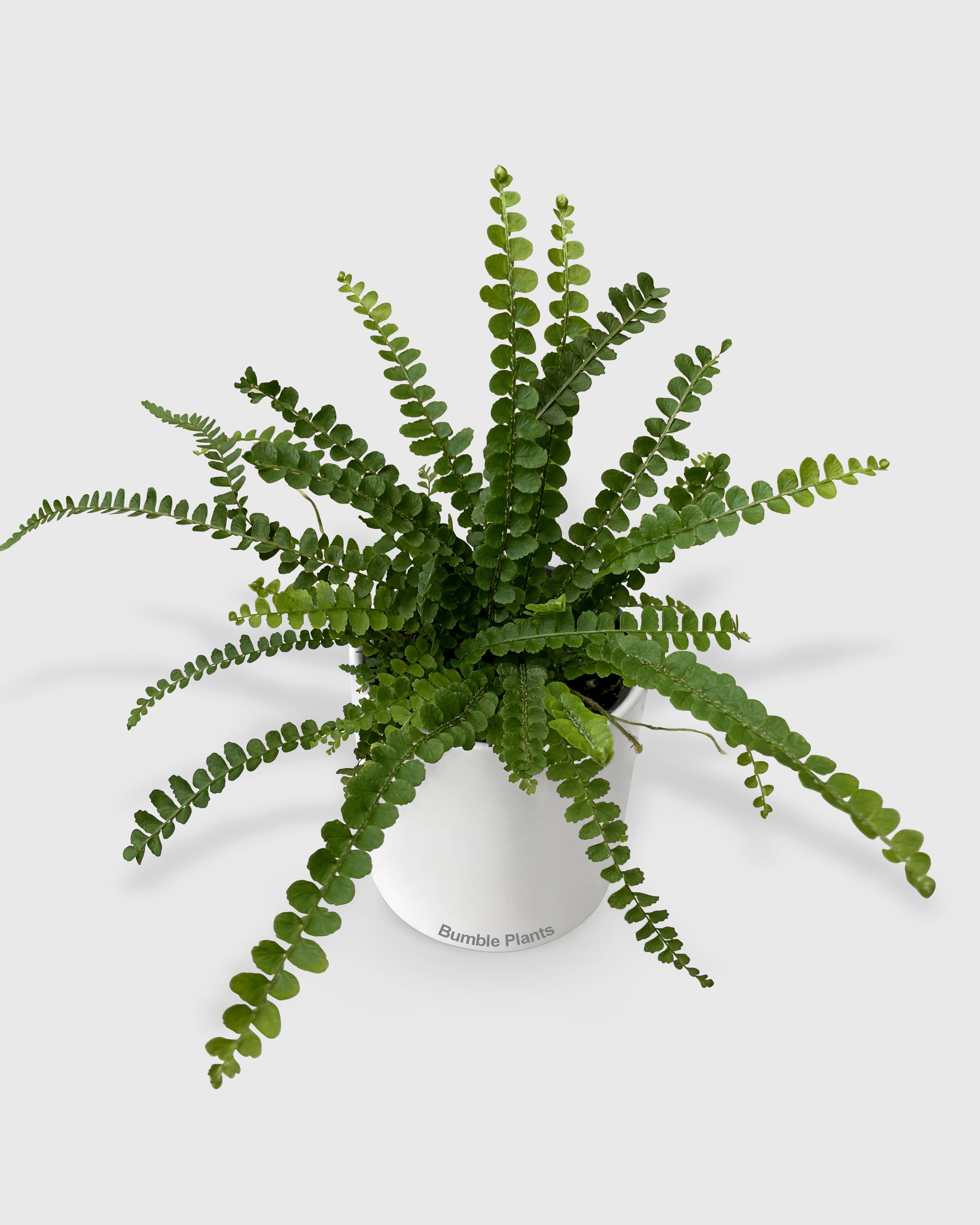 Nephrolepis Cordifolia 'Lemon Button' Fern