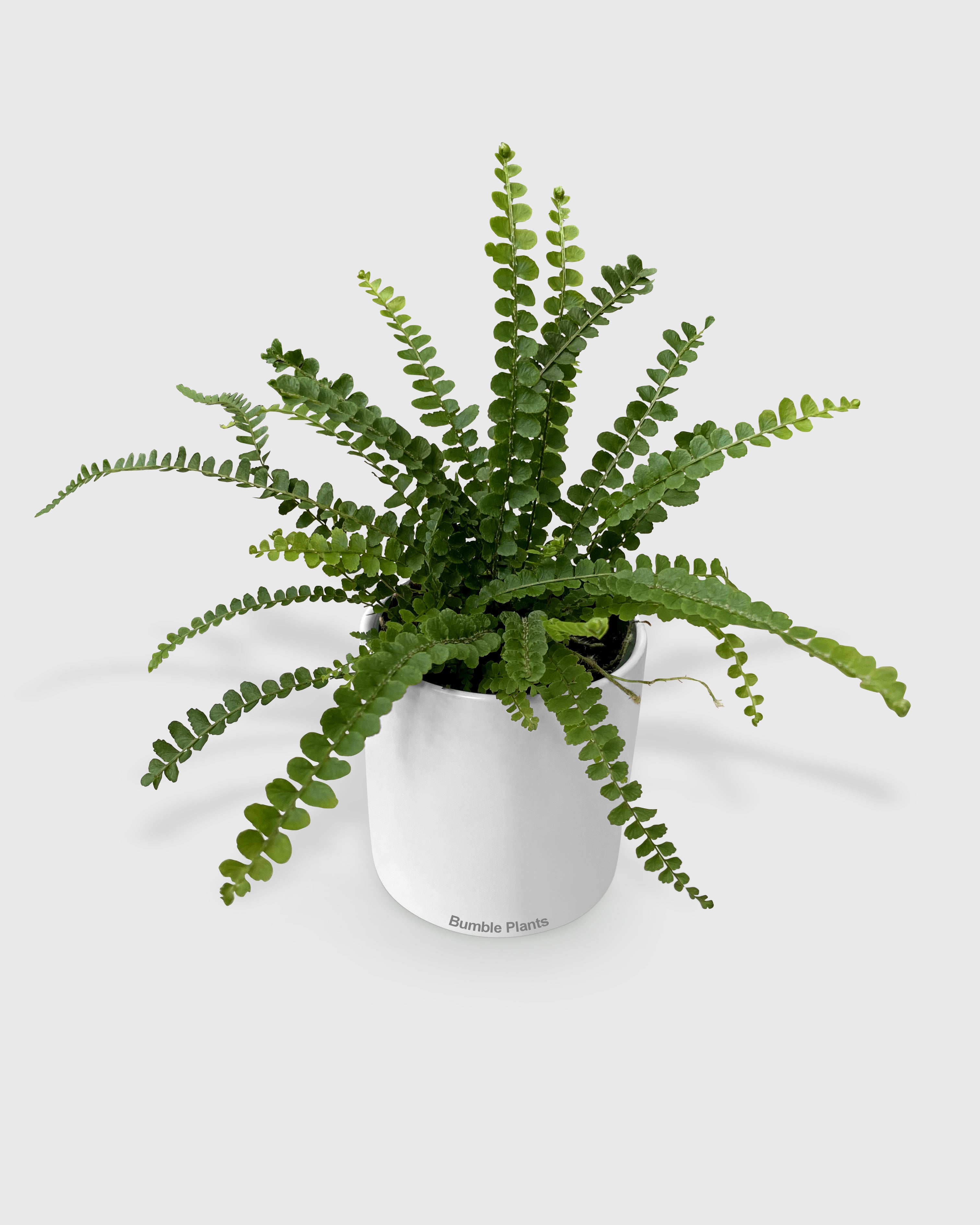 Nephrolepis Cordifolia 'Lemon Button' Fern
