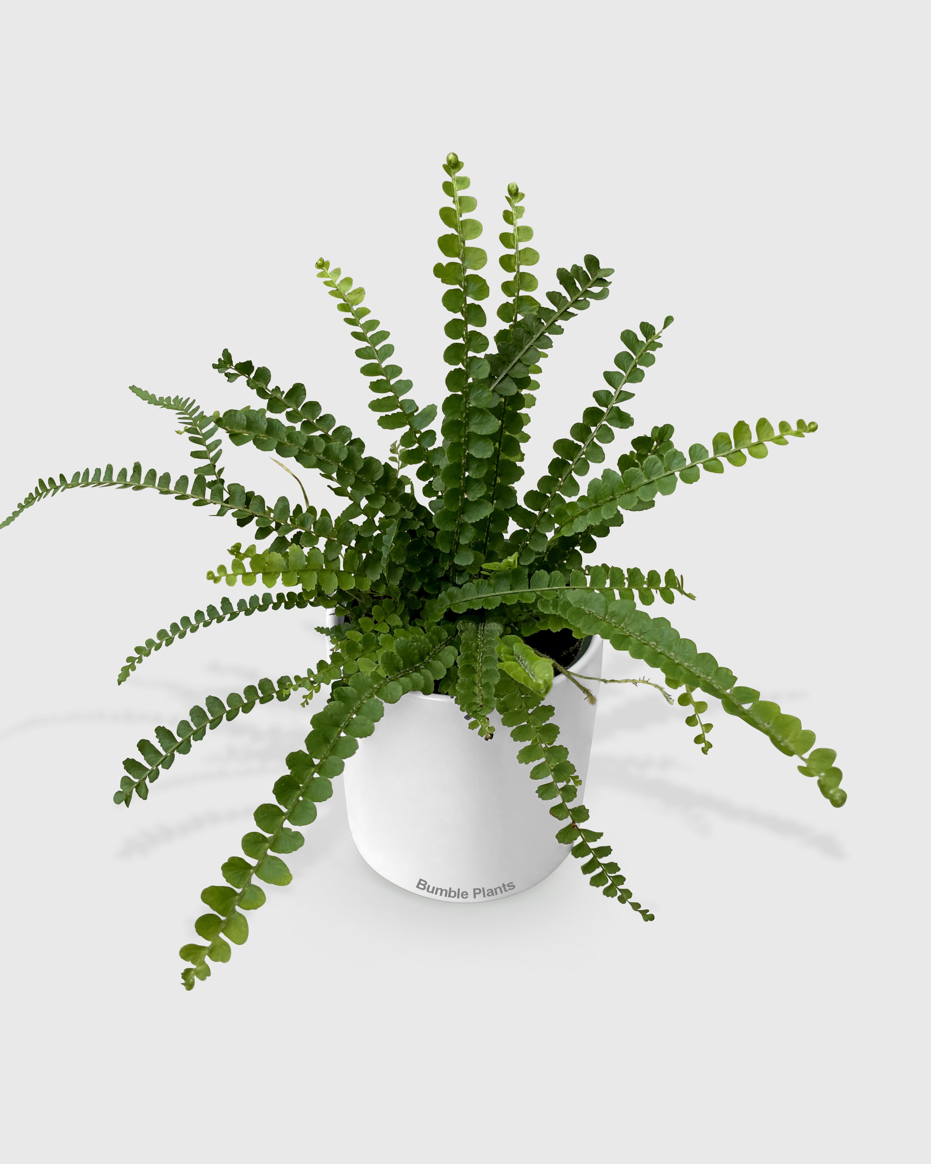 Nephrolepis Cordifolia 'Lemon Button' Fern