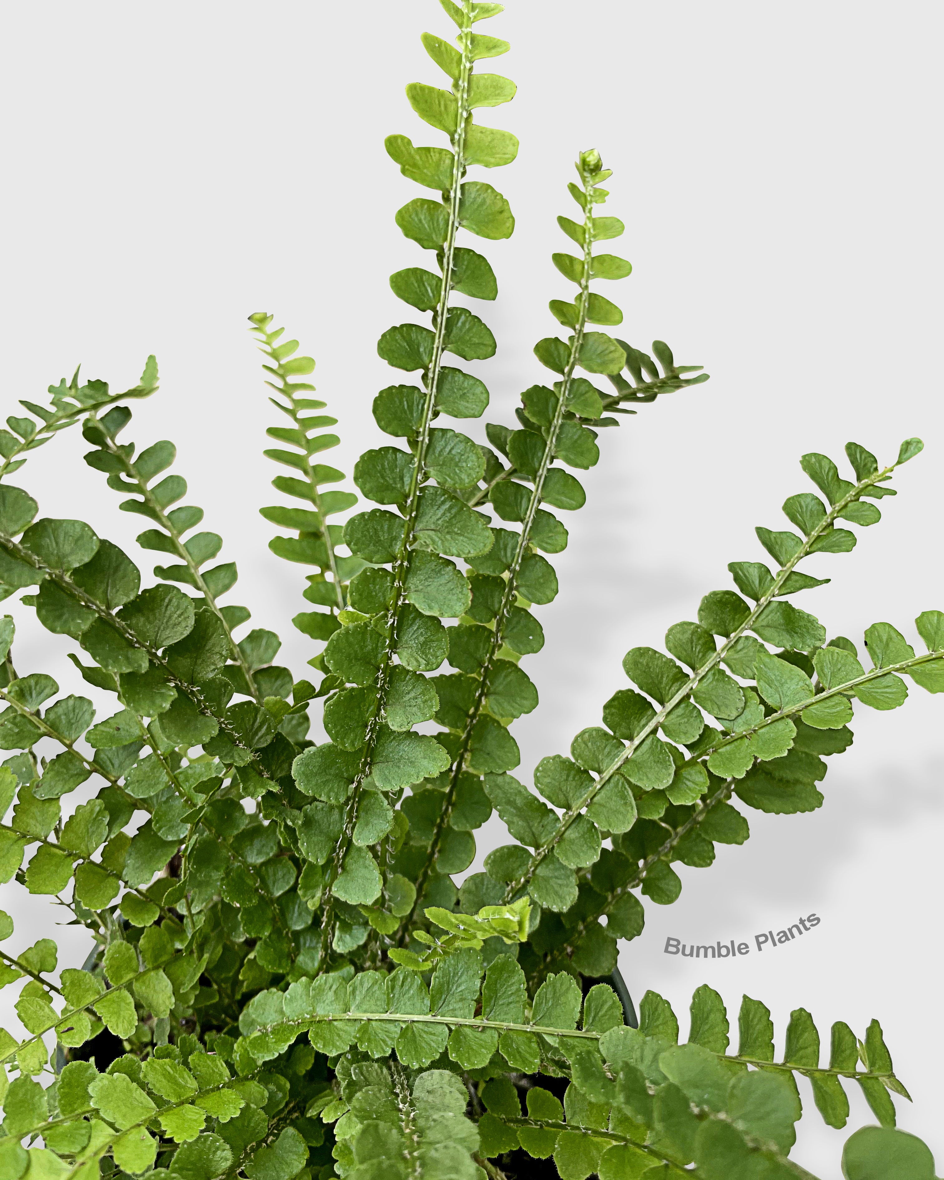 Nephrolepis Cordifolia 'Lemon Button' Fern