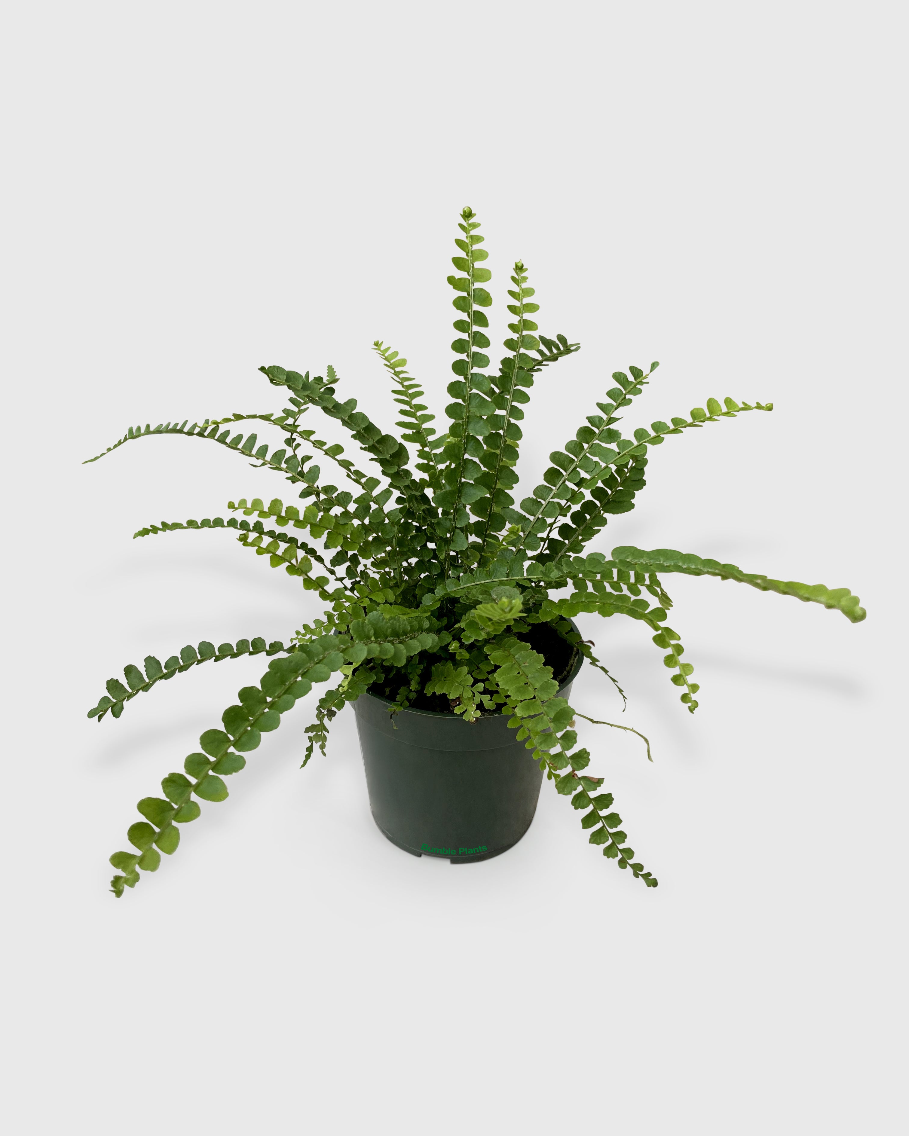 Nephrolepis Cordifolia 'Lemon Button' Fern