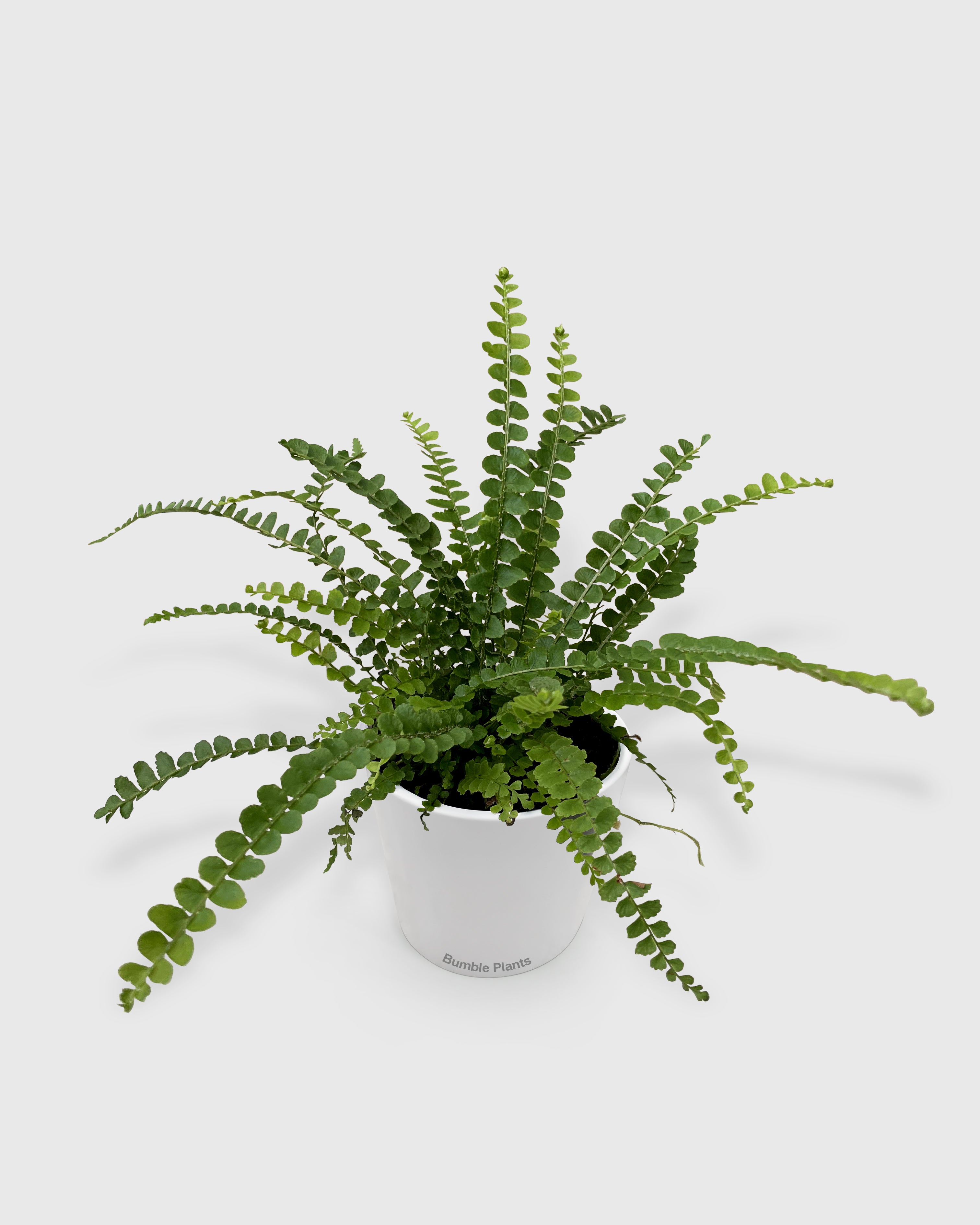 Nephrolepis Cordifolia 'Lemon Button' Fern