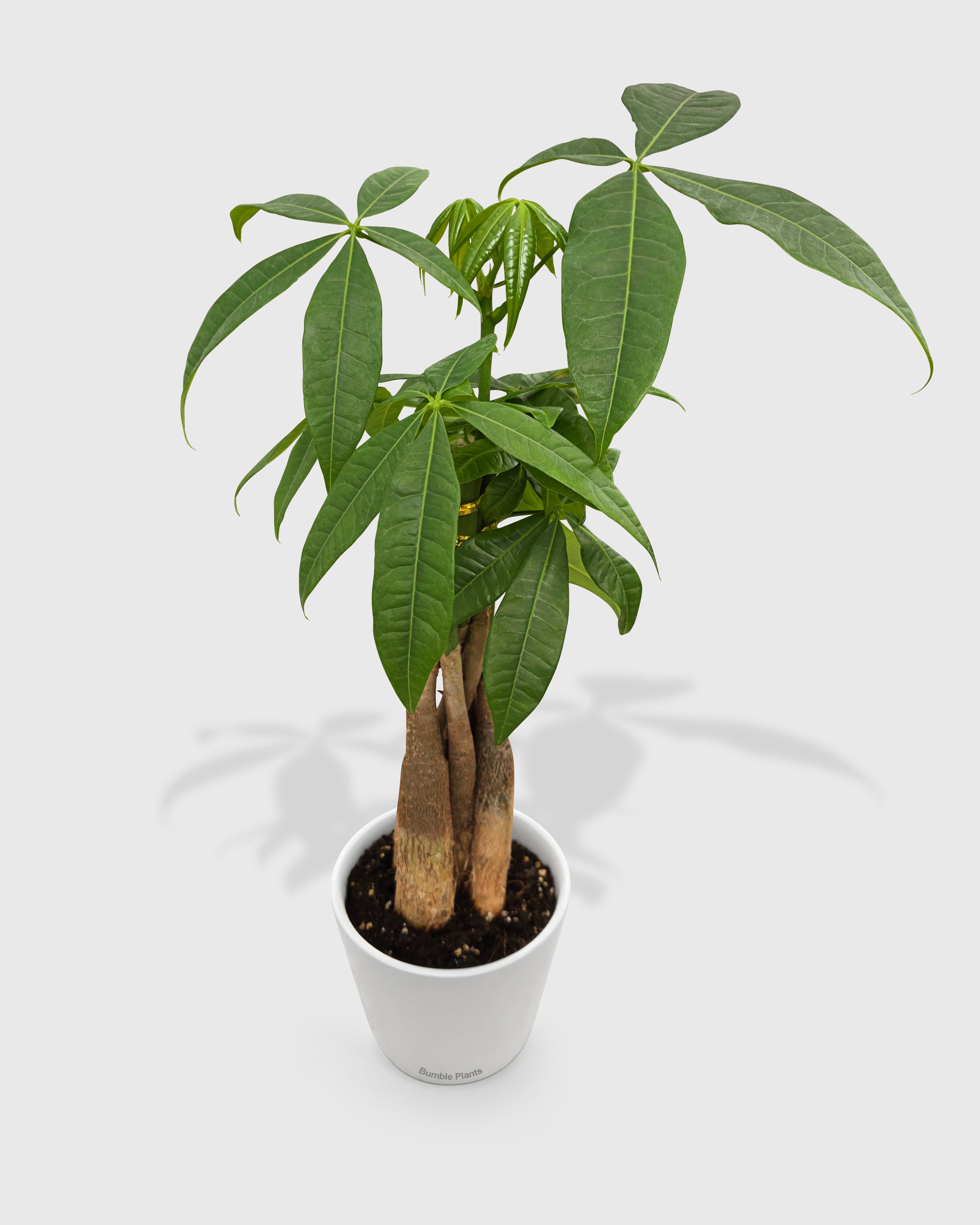 Money Tree 'Guiana Chestnut' Pachira Braid
