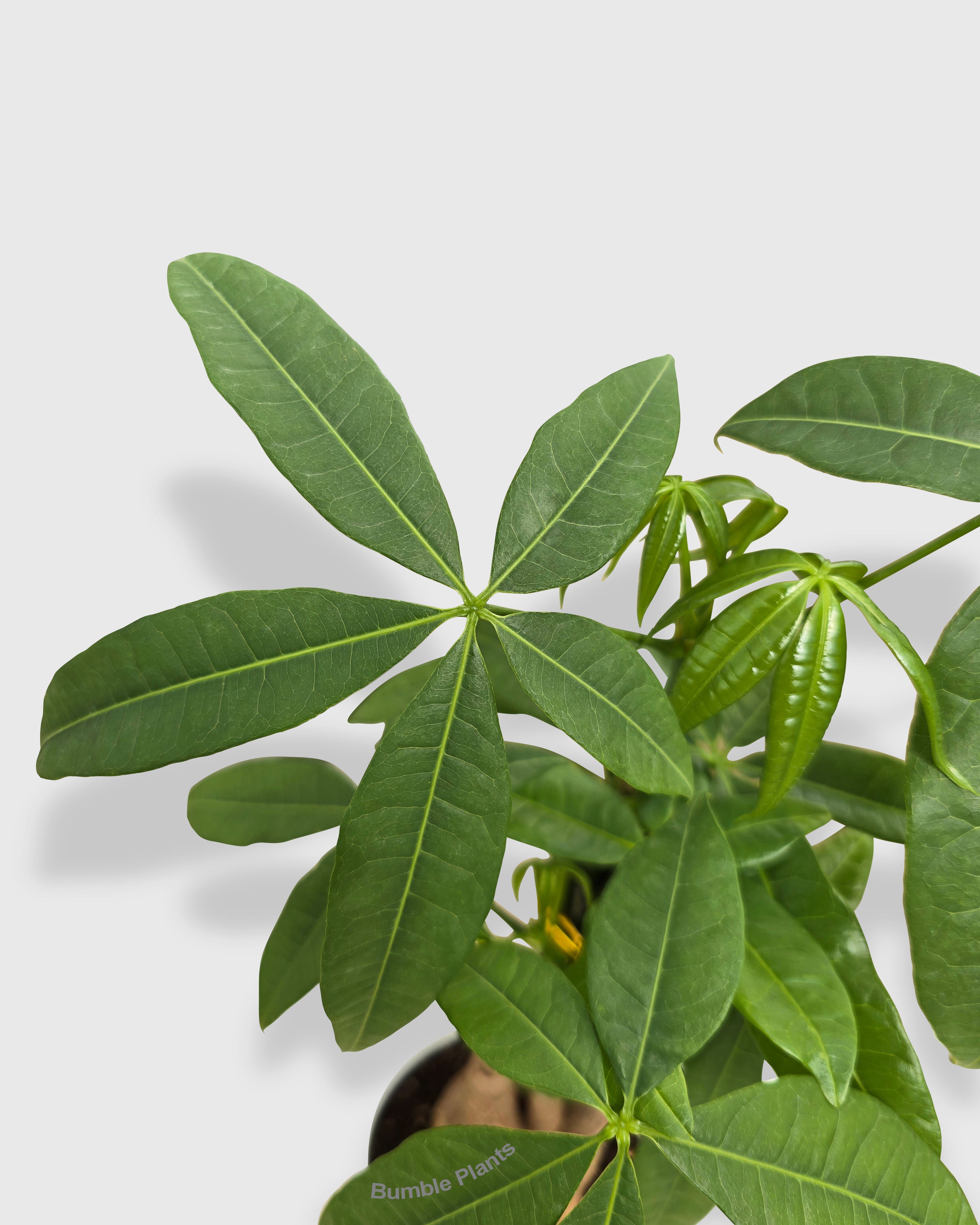 Money Tree 'Guiana Chestnut' Pachira Braid