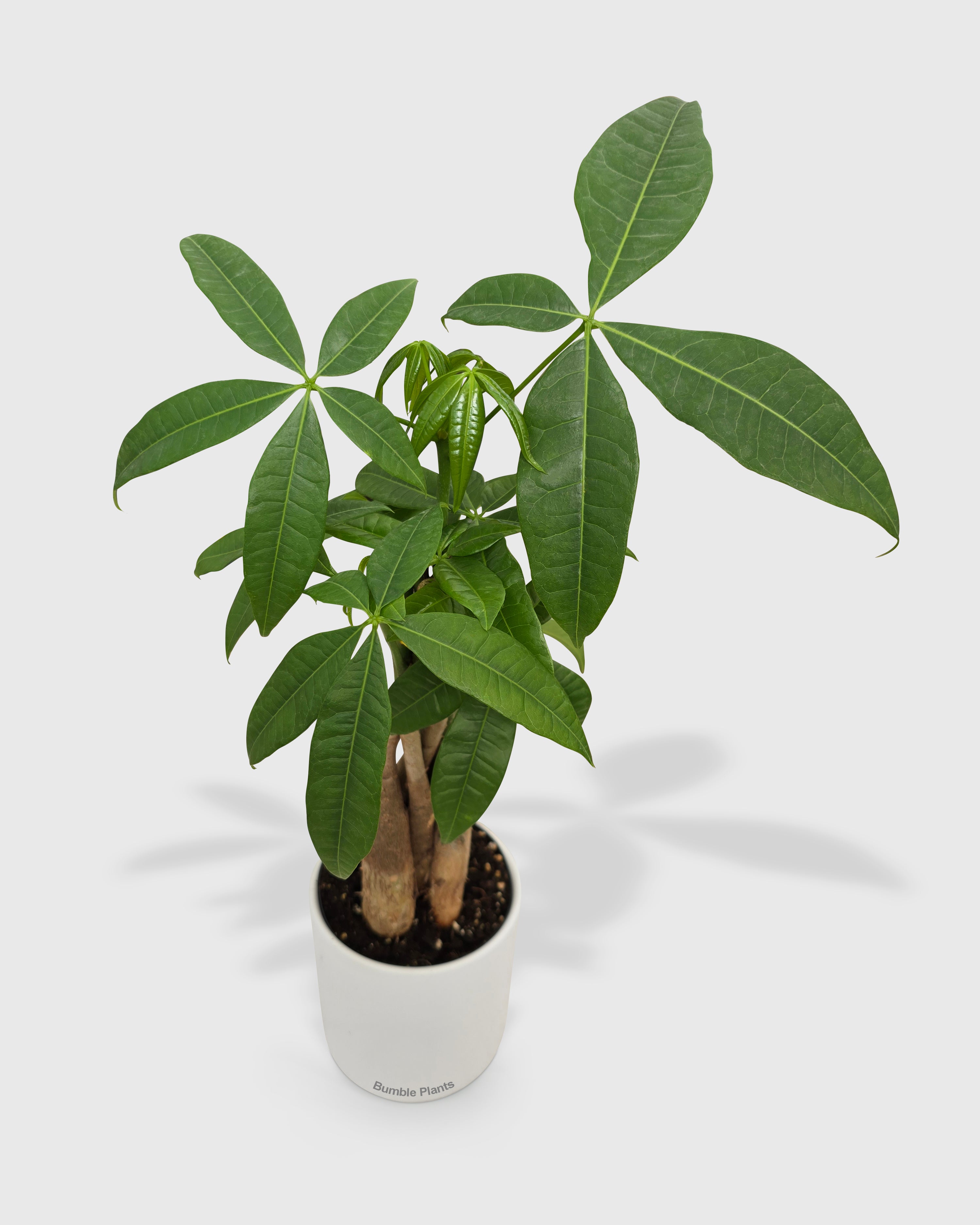 Money Tree 'Guiana Chestnut' Pachira Braid