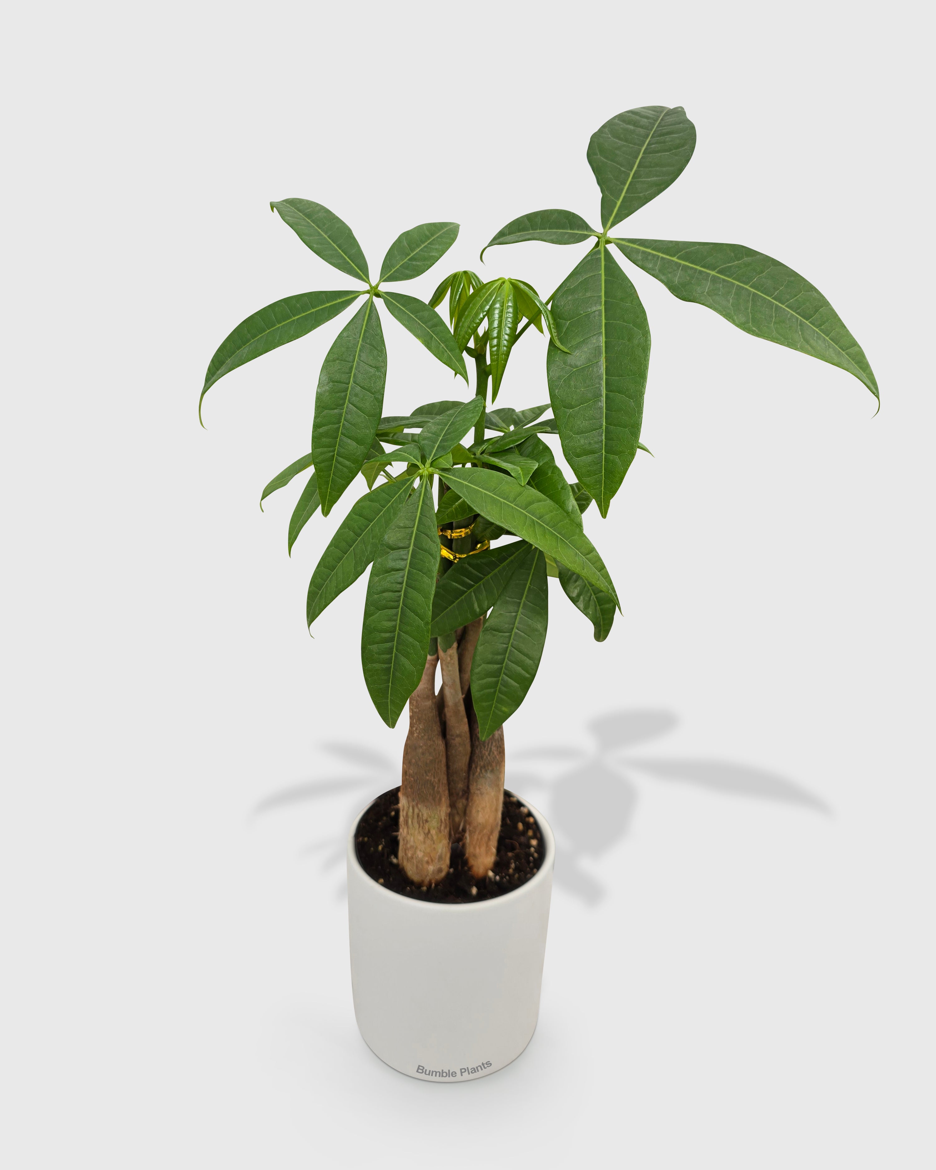 Money Tree 'Guiana Chestnut' Pachira Braid