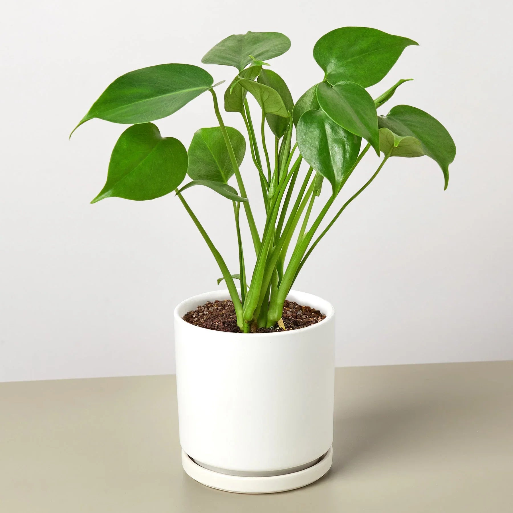 Monstera Split-Leaf Deliciosa