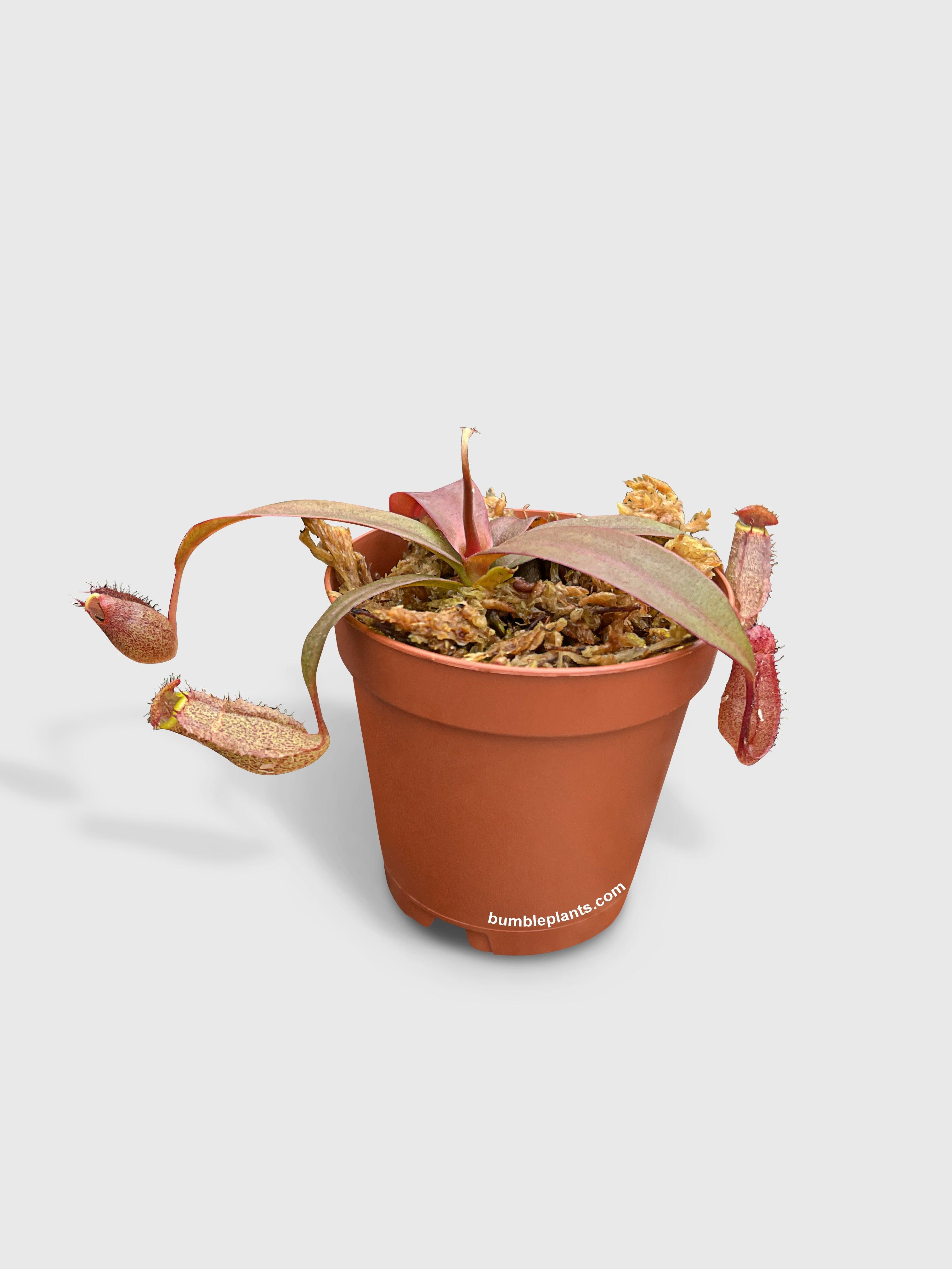 Nepenthes Rebecca Soper Carnivorous Pitcher Plant - Bumble Plants